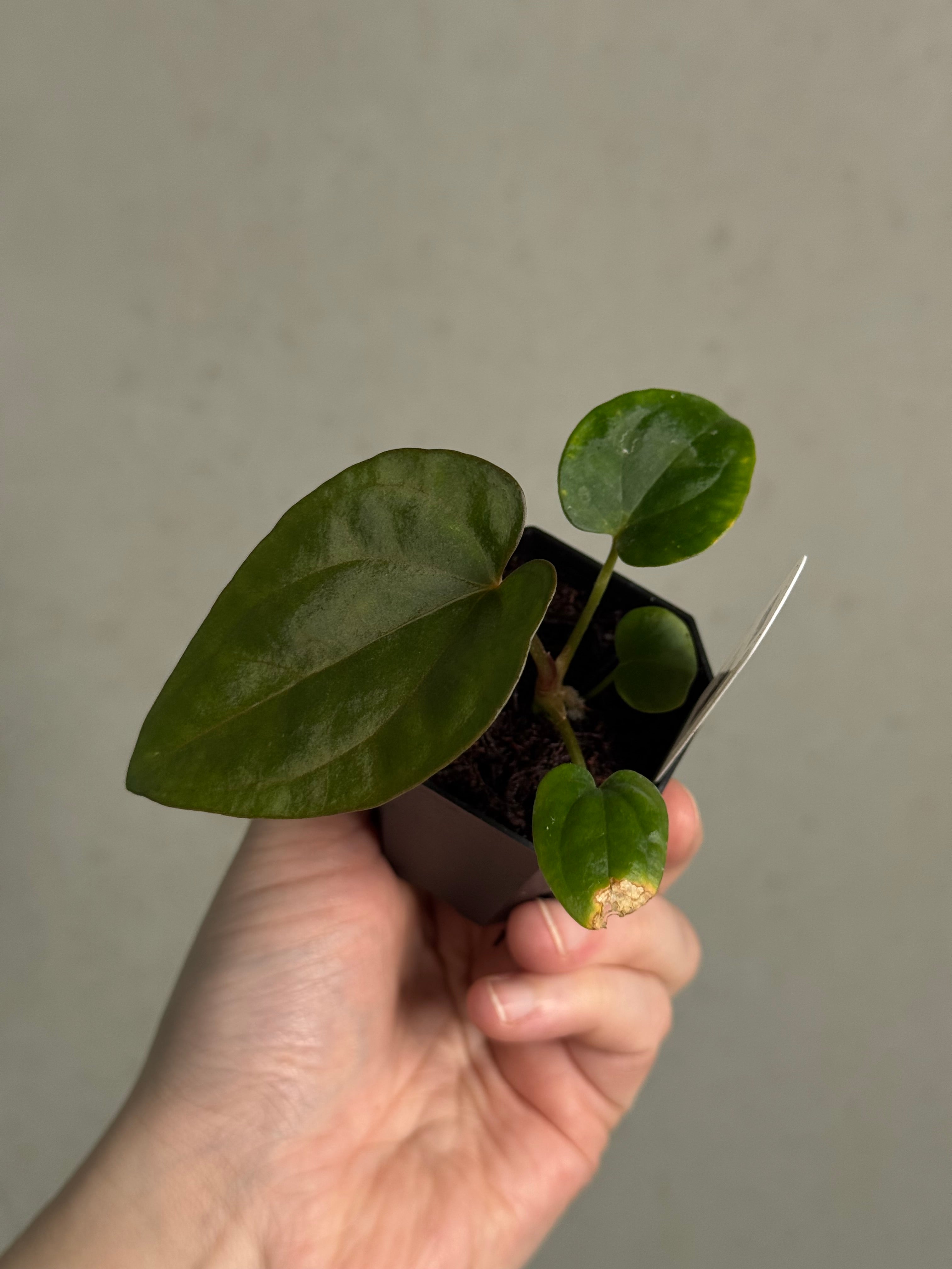 Anthurium Dressleri RG x ('Black' x RG F2 Dark) - SMUKHI