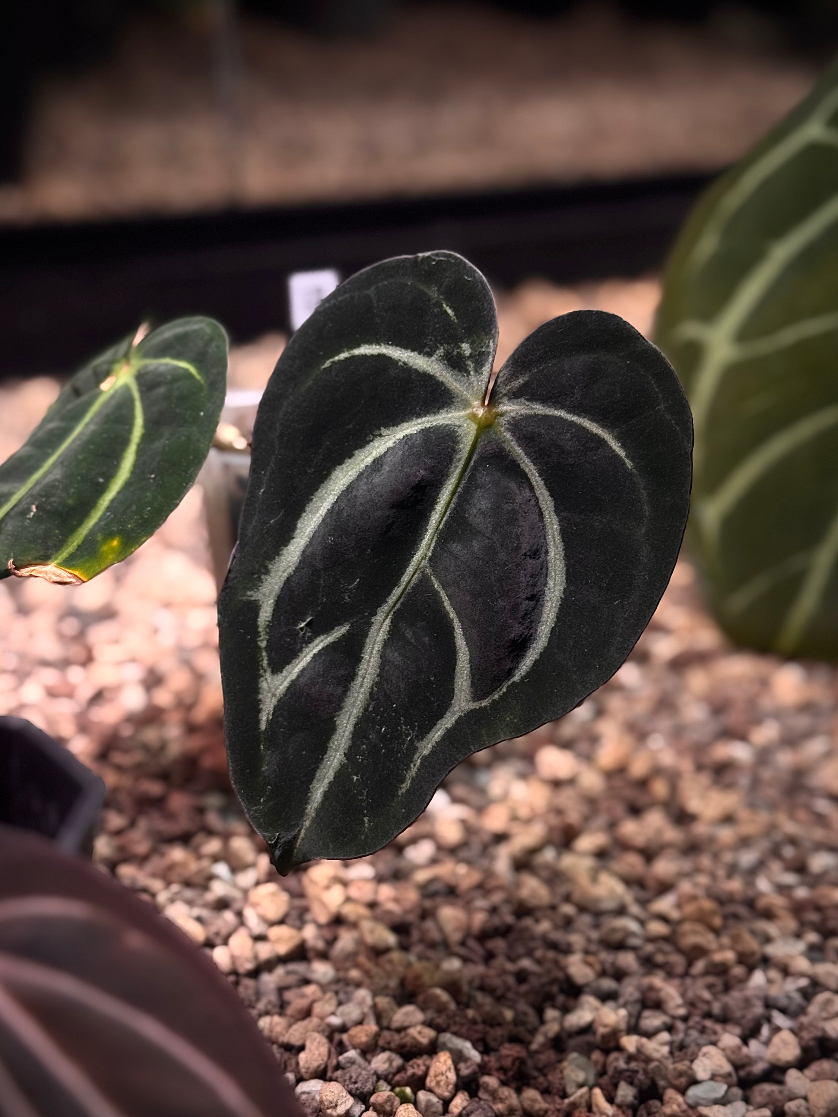 NFS: Anthurium Carlablackiae BUZ1 x RA8