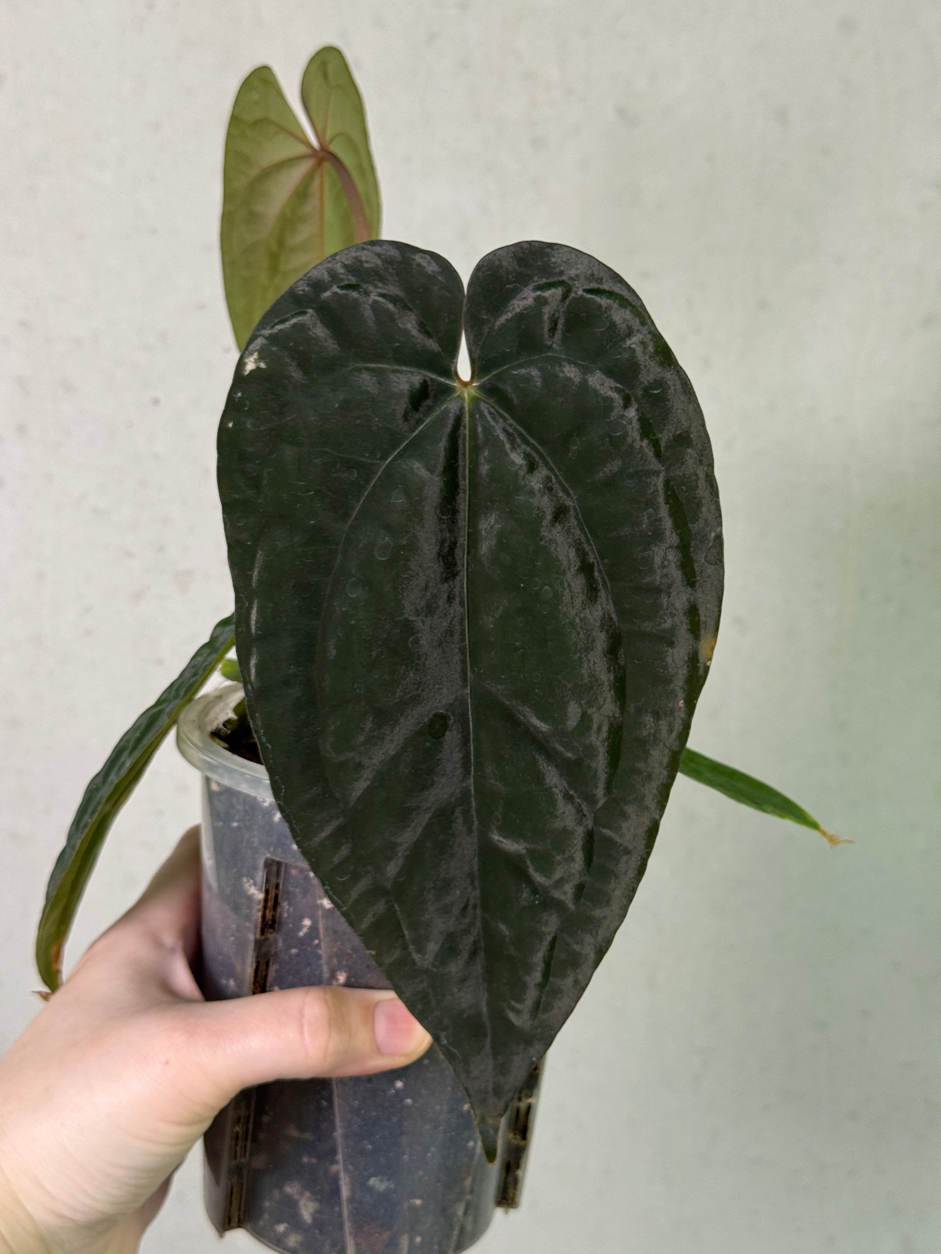 Dark form Anthurium Ace of Spades plant with deep red and black leaves, from Crystallinaminum’s Bloodraven series.