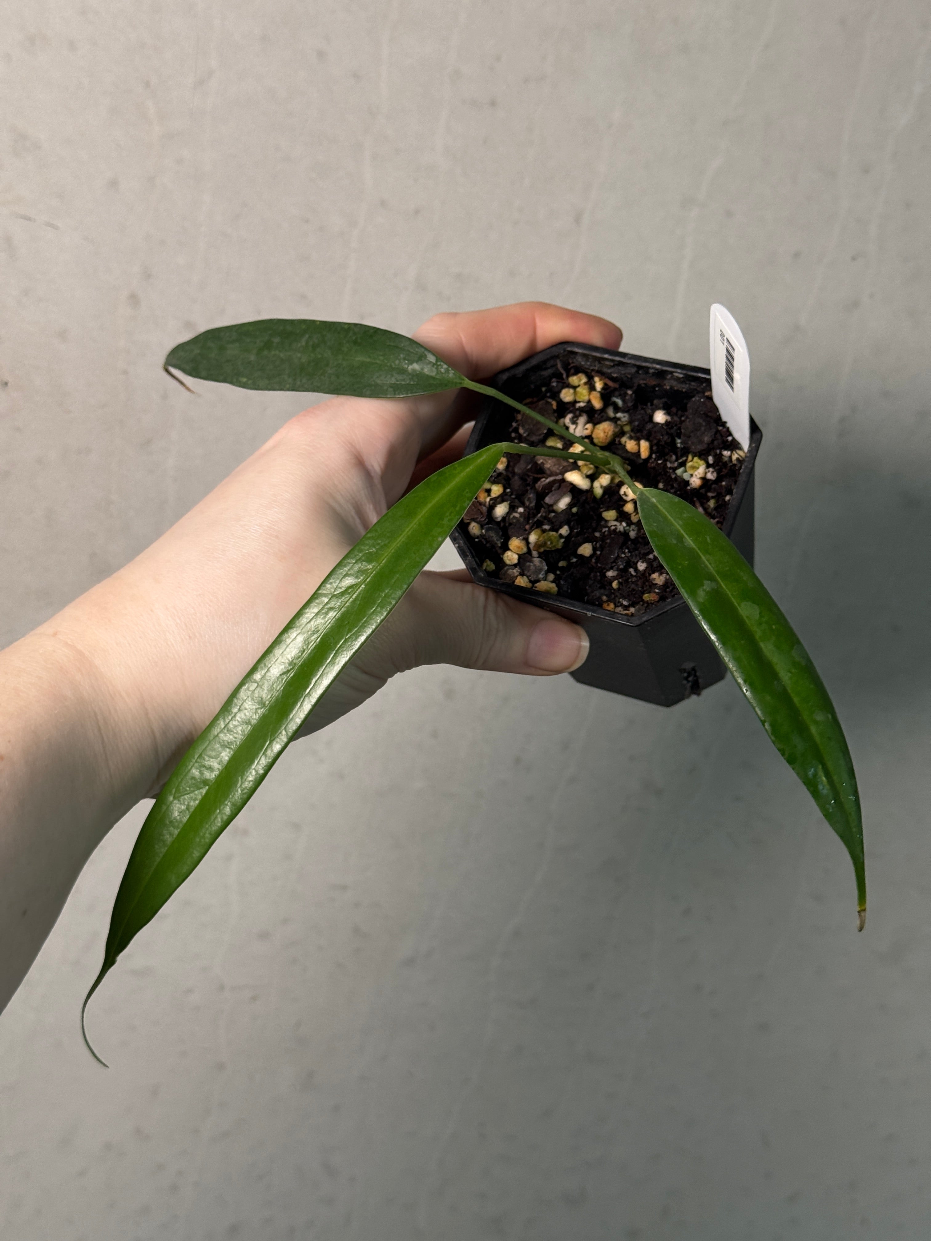 Anthurium Eminens S1 - SMUKHI