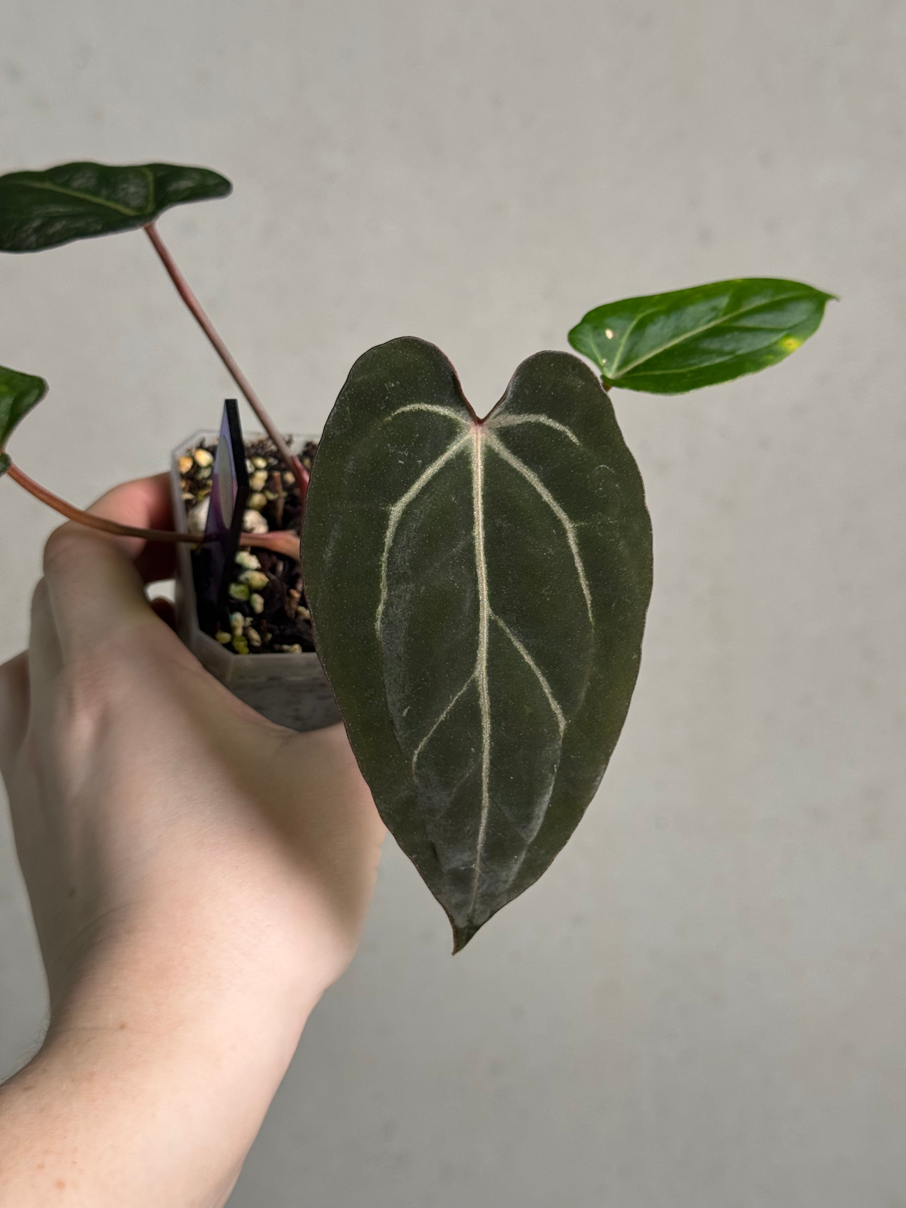 Anthurium Carlablackiae ('Round' x GPH-001) x Portillae 'Dorito' - SMUKHI
