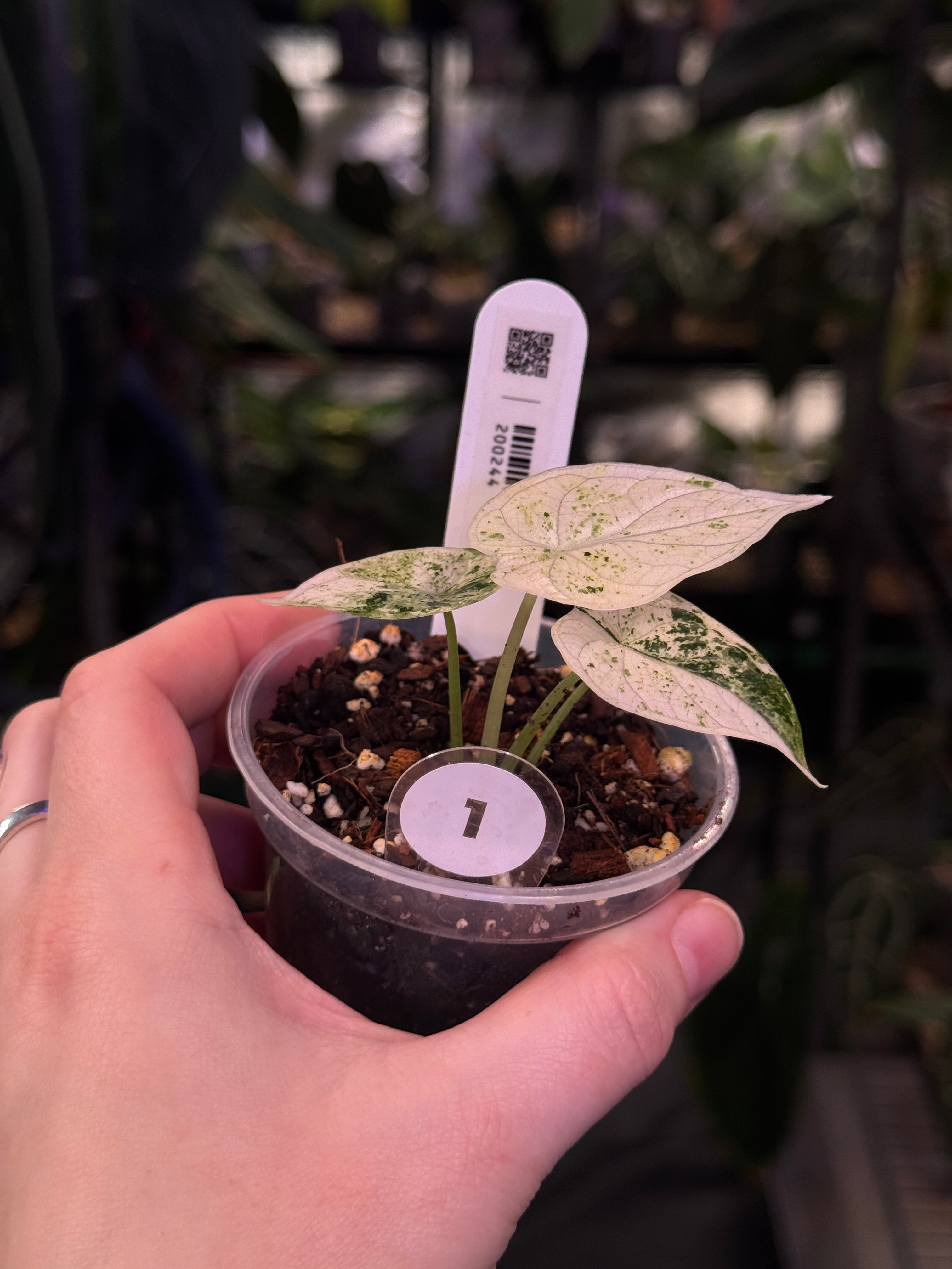 Alocasia Dragon Scale Variegata