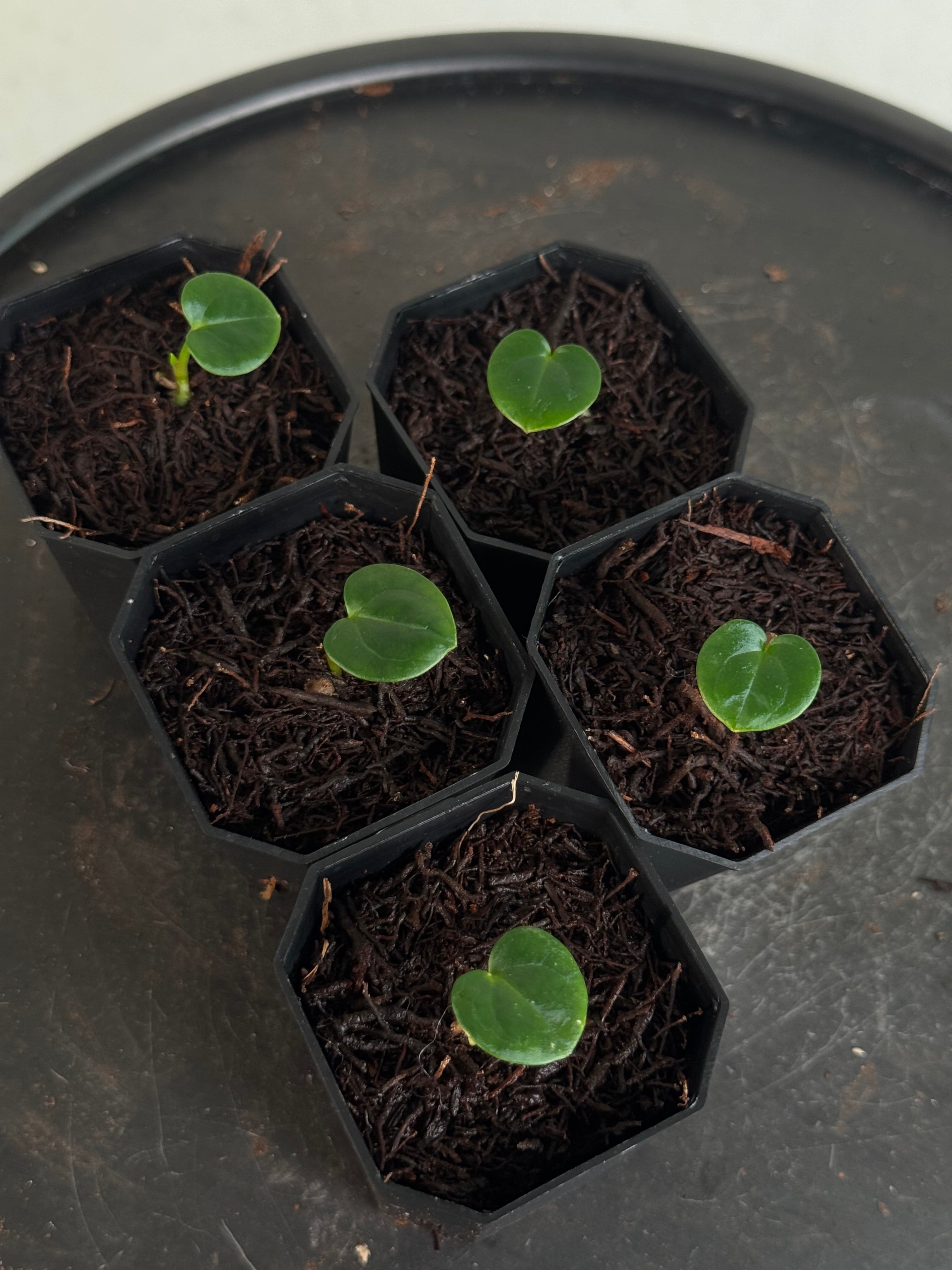 Anthurium Carlablackiae (RA5 x RA10) x (Dressleri RG F2 x Carlablackiae ‘Amanda’) - Pre-order