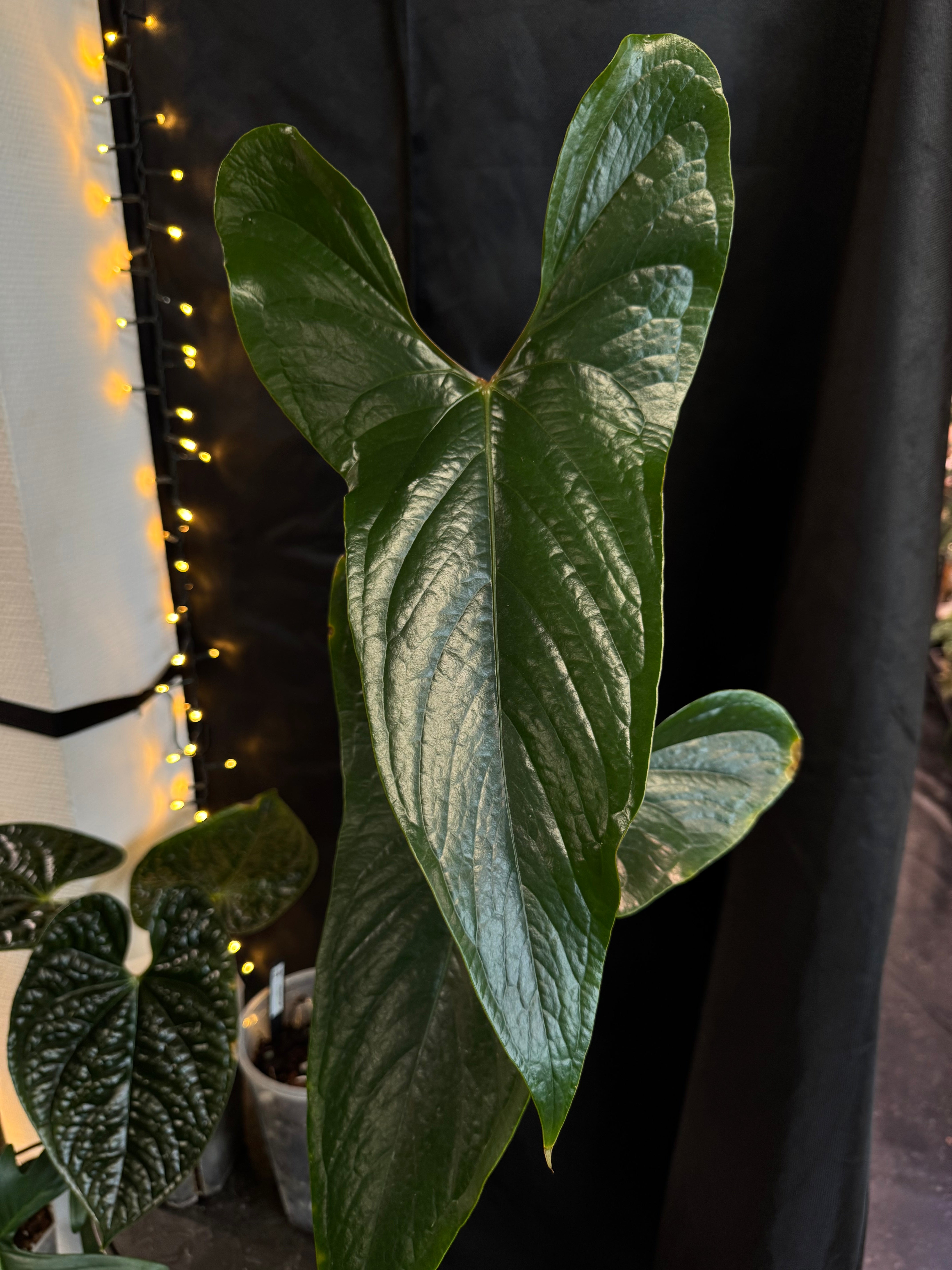 Anthurium sp. Napo (Nigrolaminum 'Gigi')