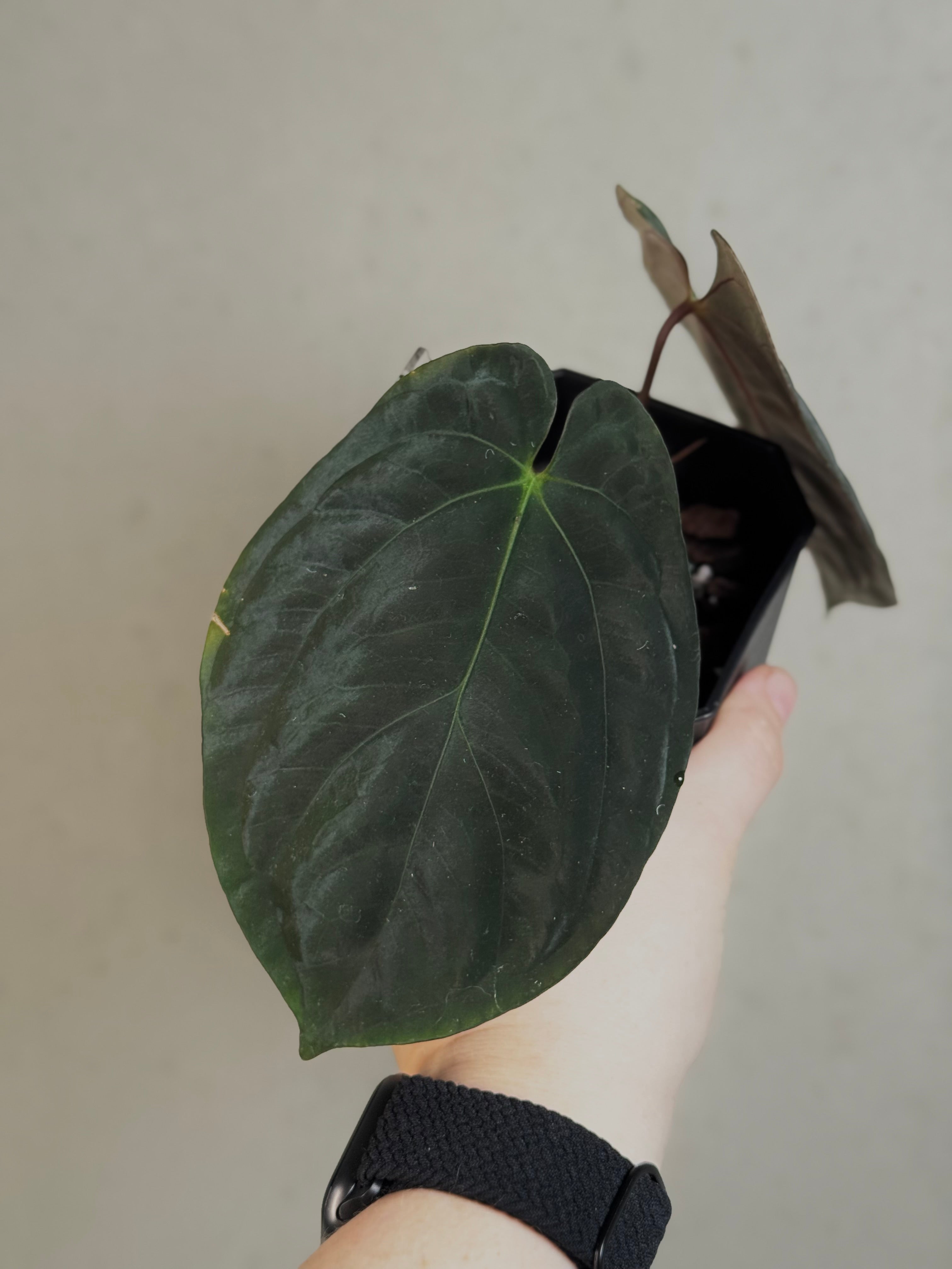 Anthurium Goliath x self