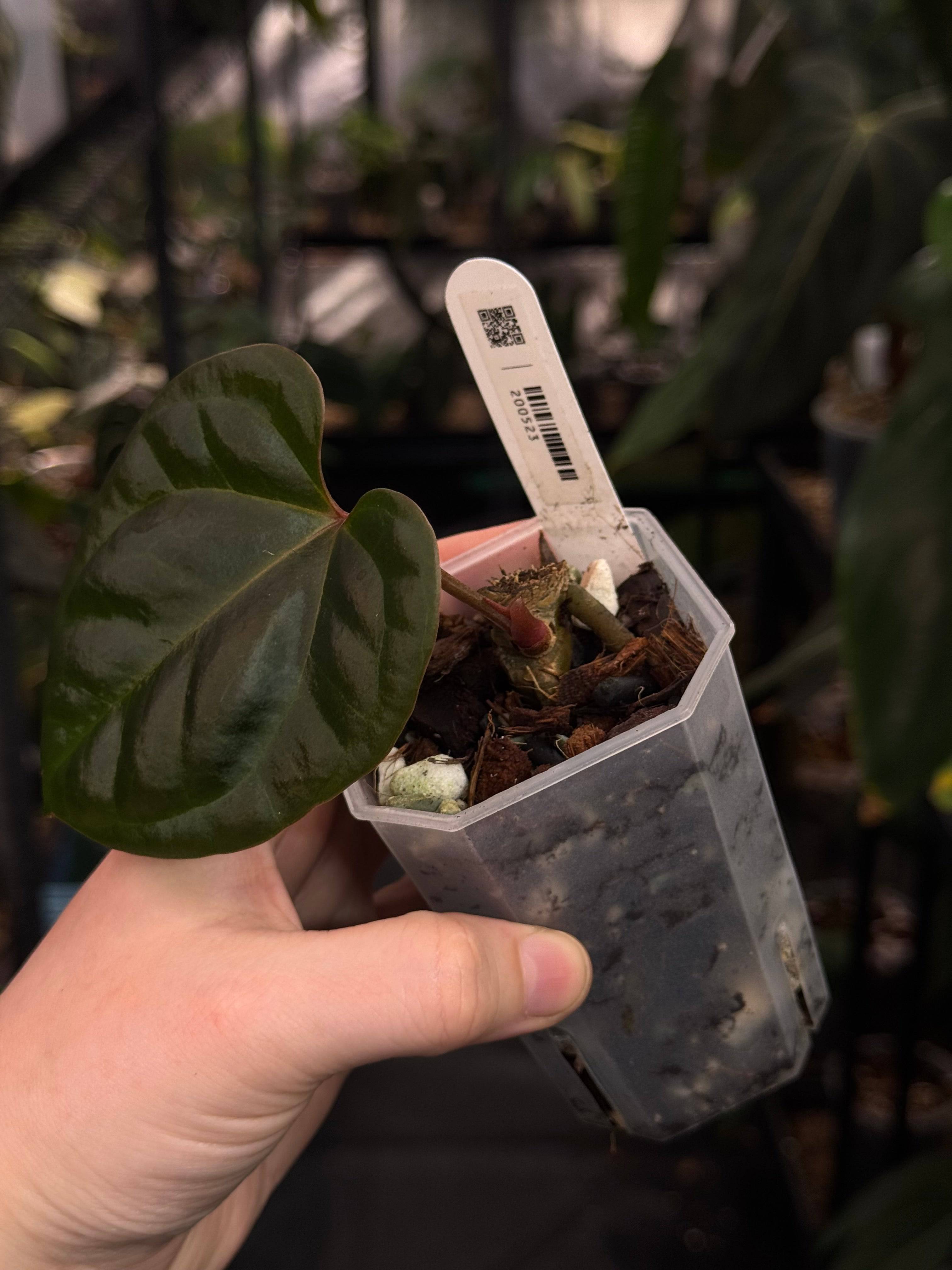 Anthurium Besseae aff x Luxurians - SMUKHI