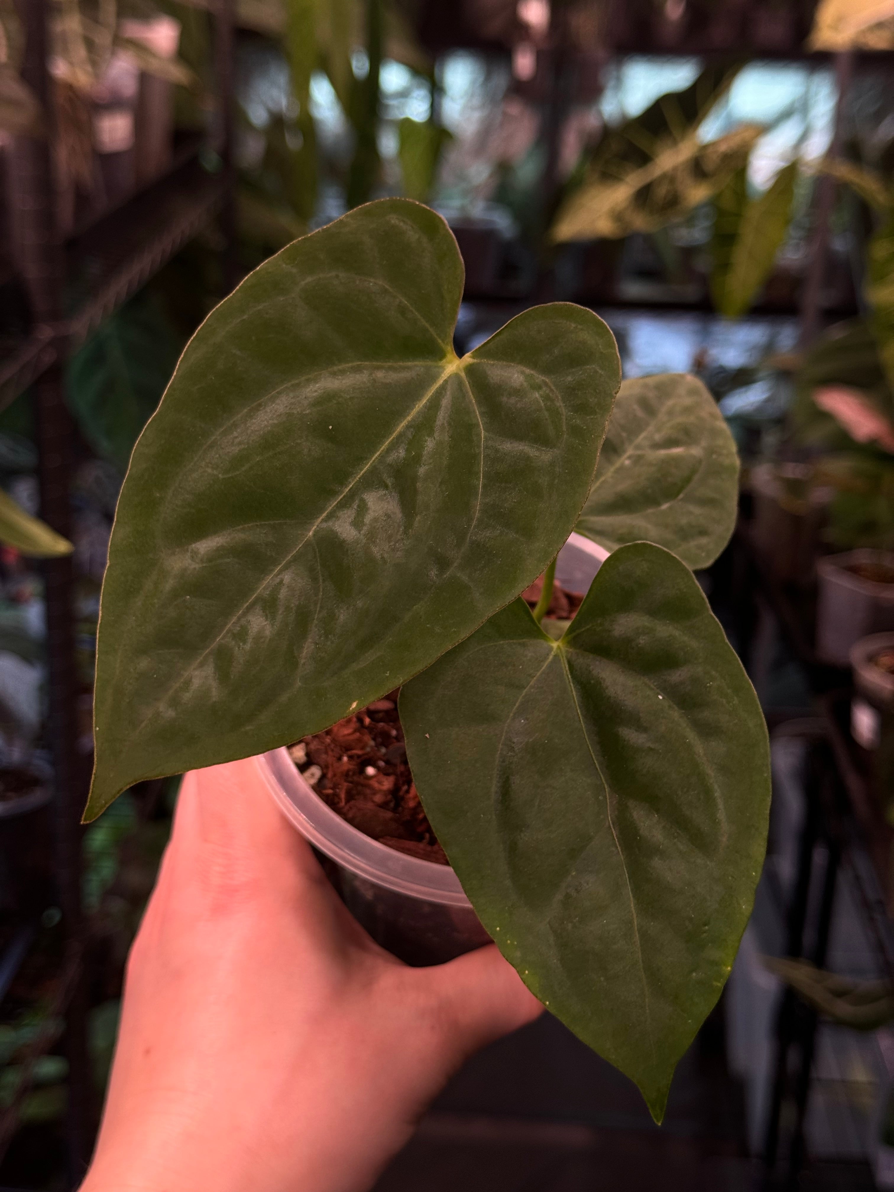 Anthurium Papillilaminum hybrid 'Lunox'