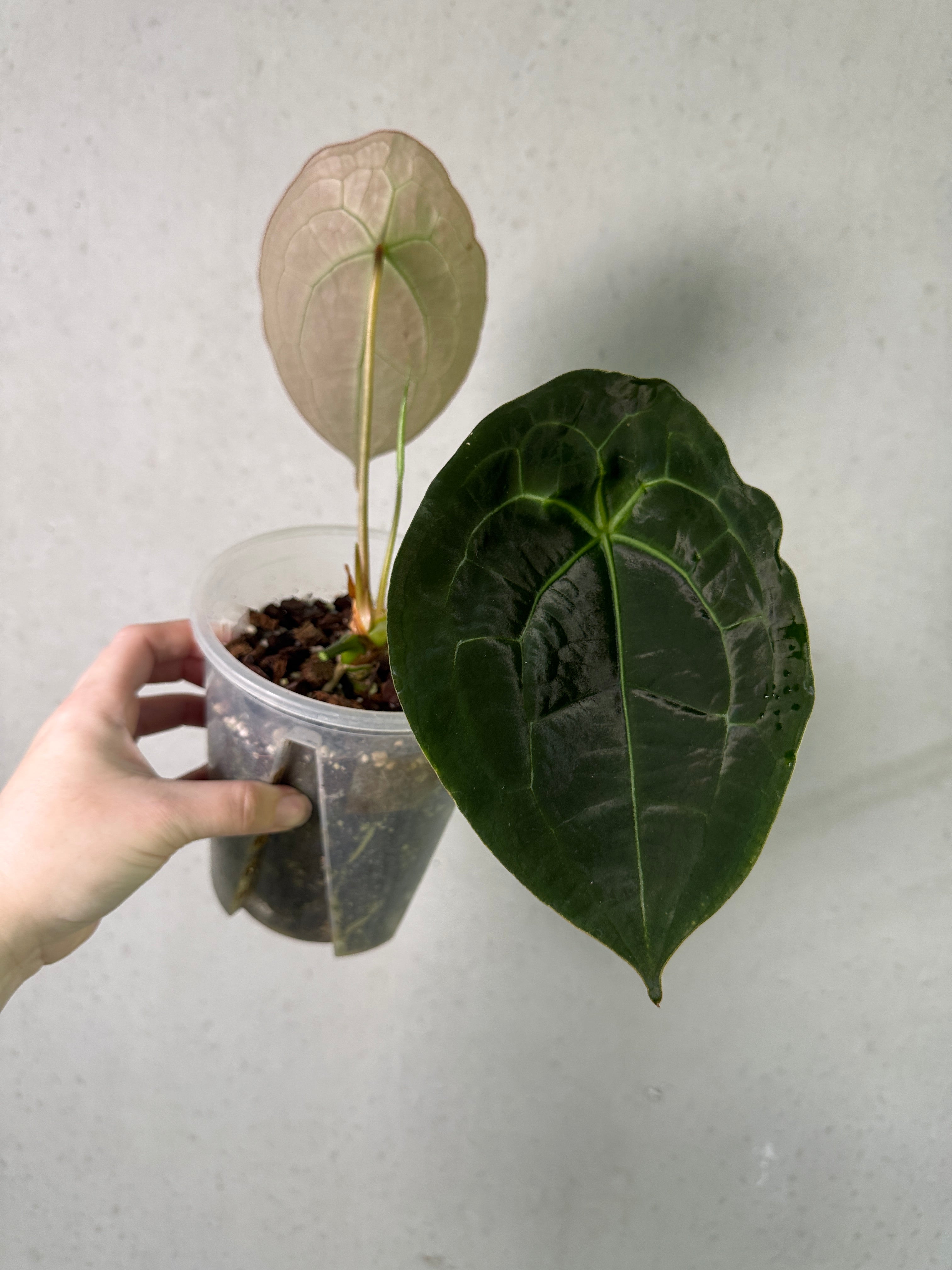SMUKHI Anthurium Forgetii plant with lush green leaves and distinctive silvery-white variegation, indoor tropical houseplant.