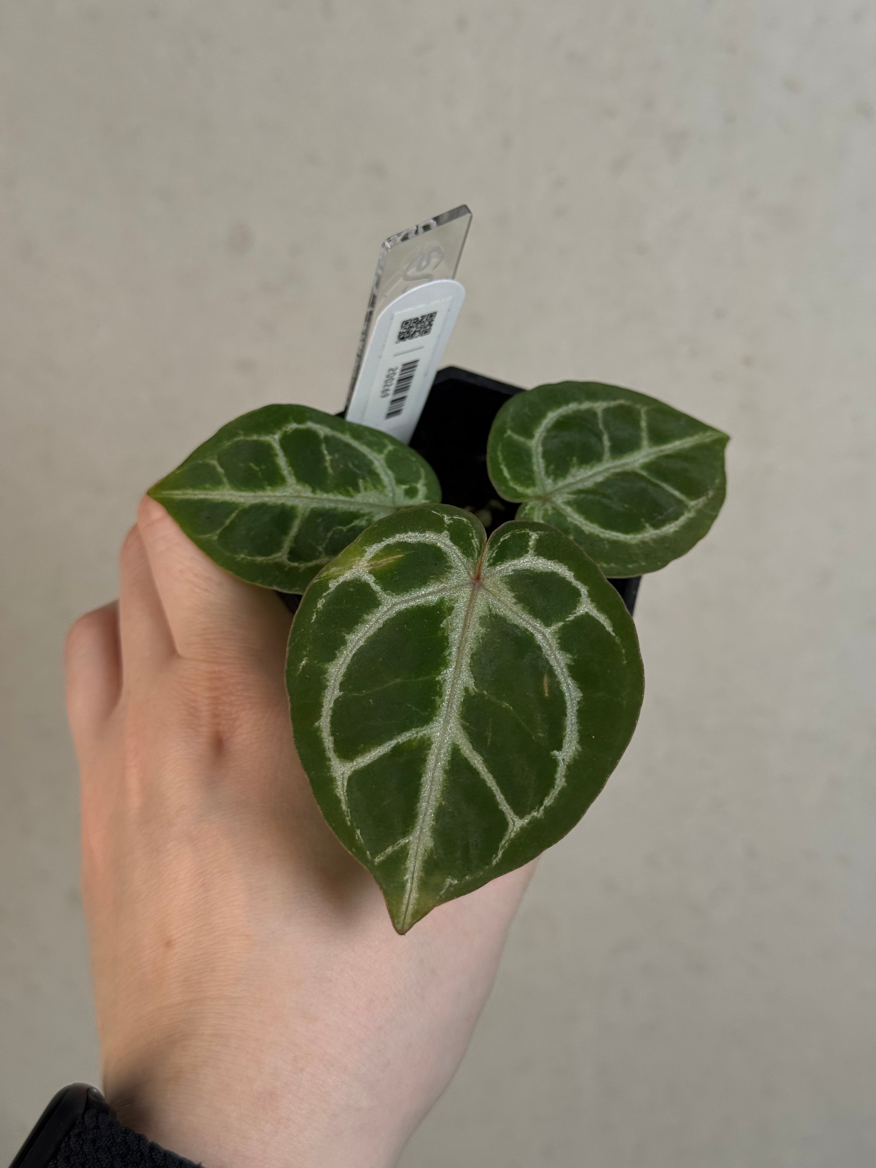 Anthurium HU x Red Crystallinum
