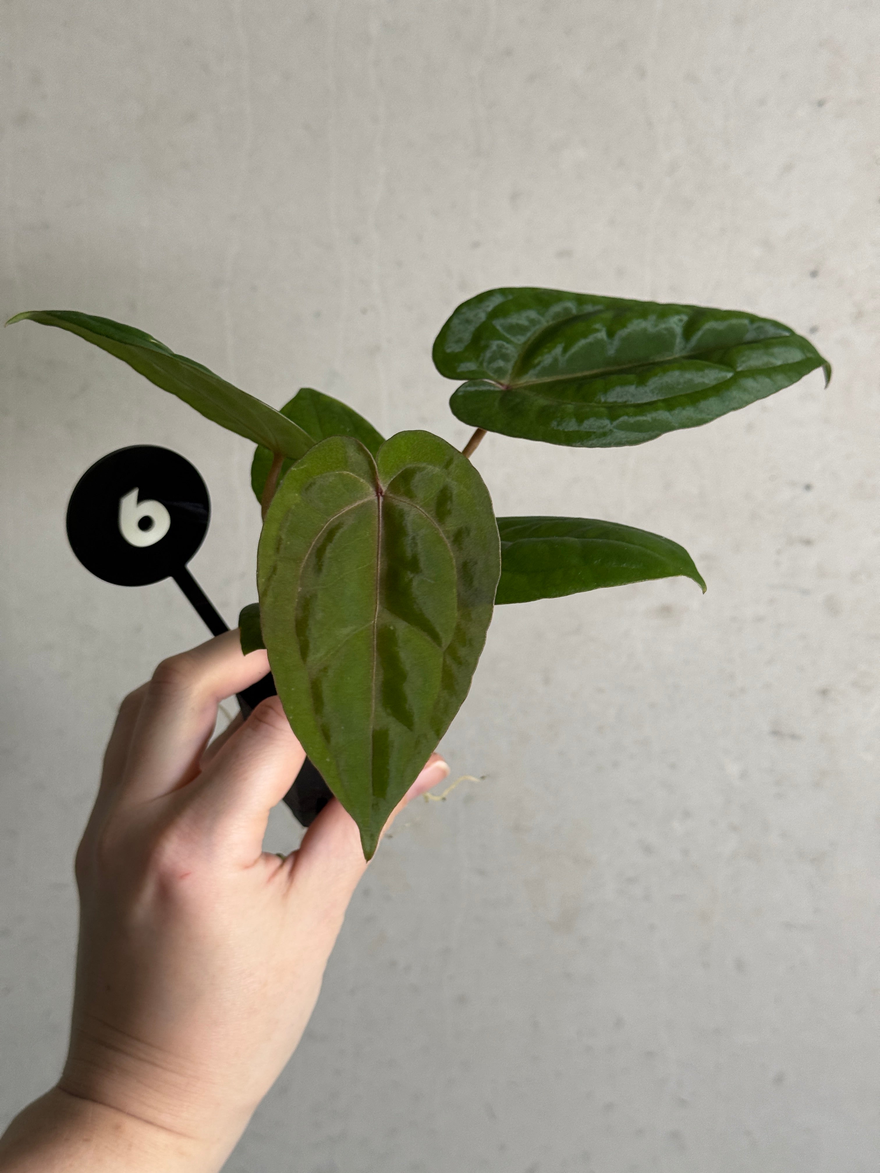 SMUKHI Anthurium Michelle plant with glossy green leaves and vibrant red spathes, displayed in a decorative pot.