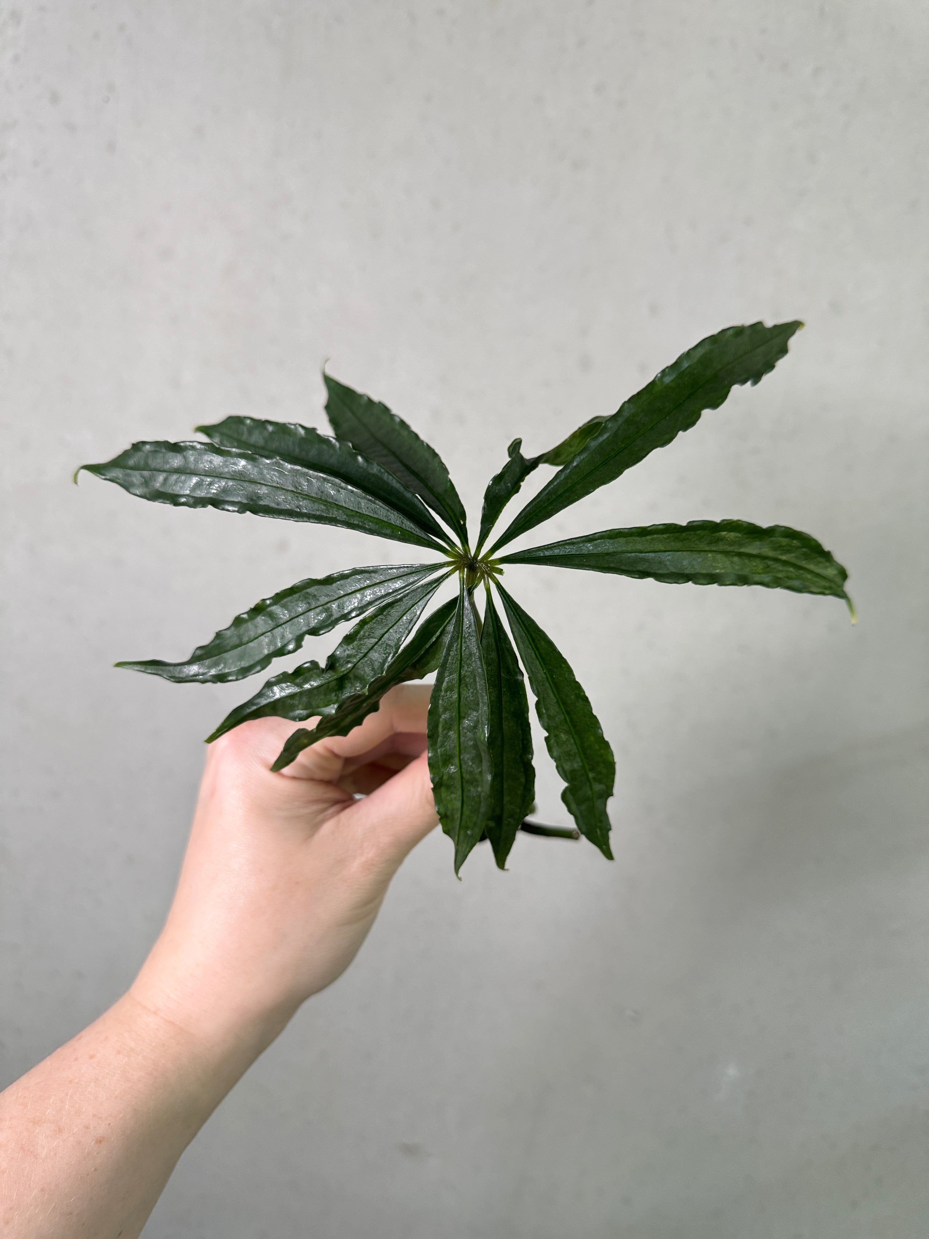 Anthurium Polyschistum clone plant from SMUKHI with lush green leaves and distinctive foliage, displayed in a pot.