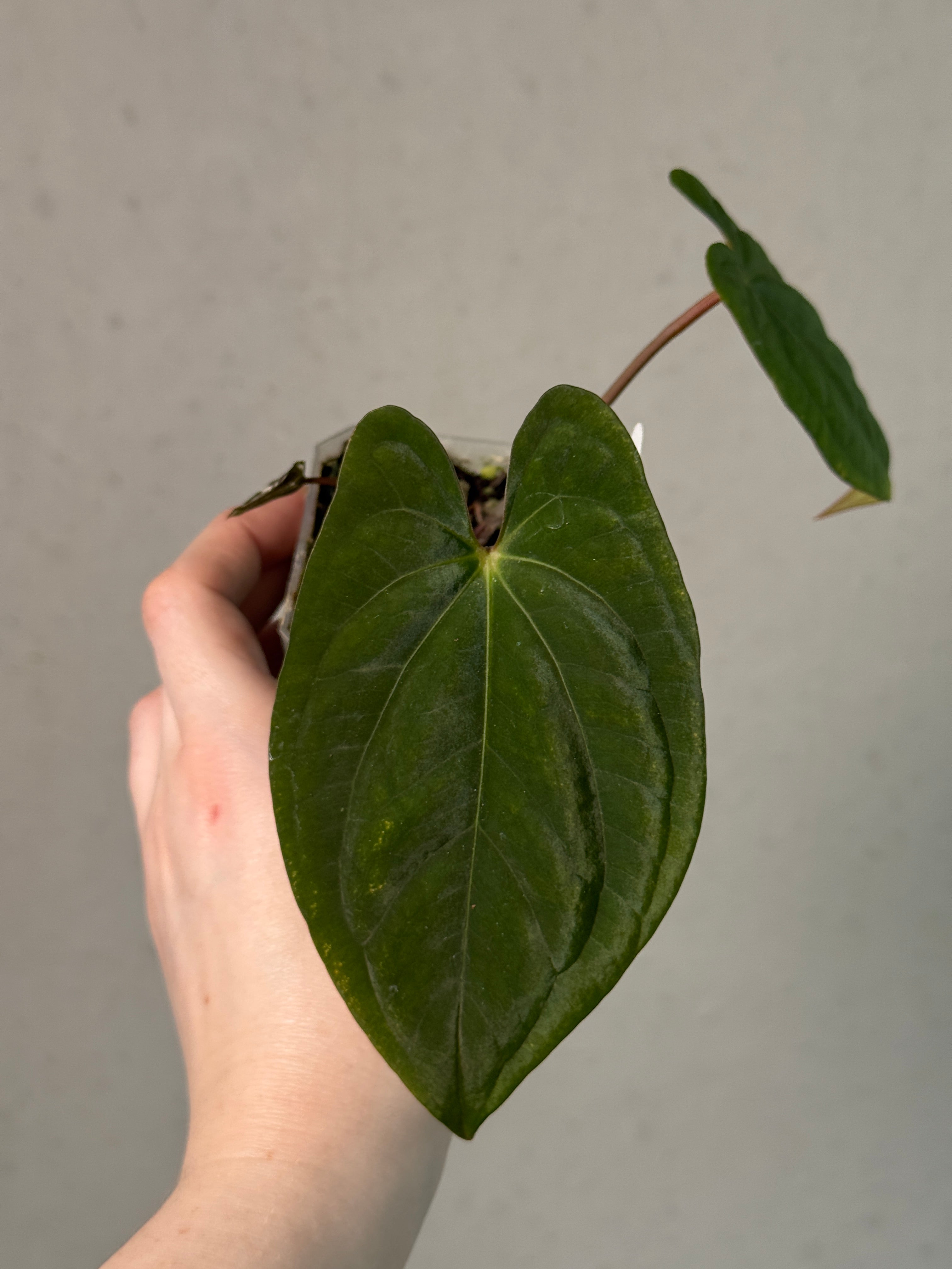 Anthurium Dark Phoenix - Clone