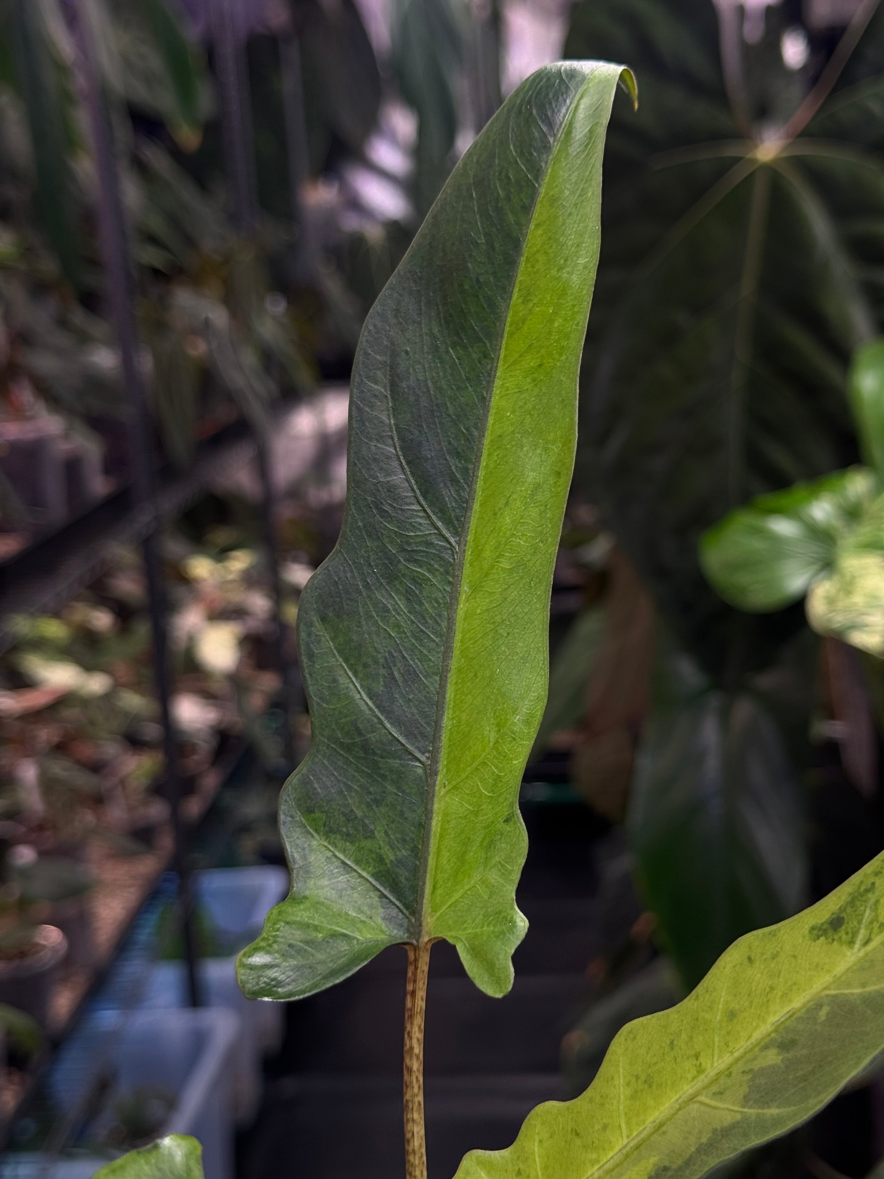 Alocasia Lauterbachiana Variegata