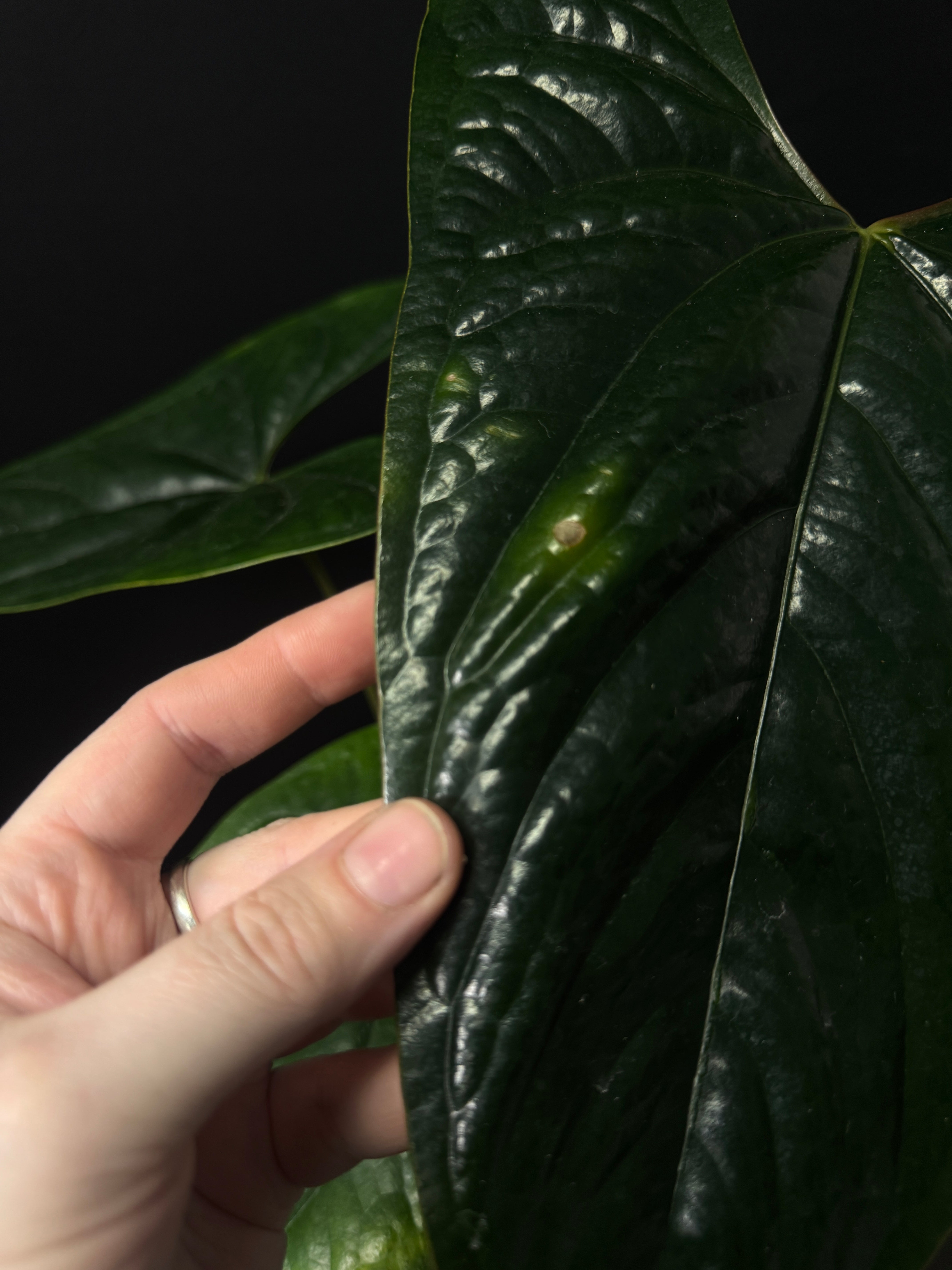 Anthurium Nigrolaminum ‘Gigi’ x Luxurians