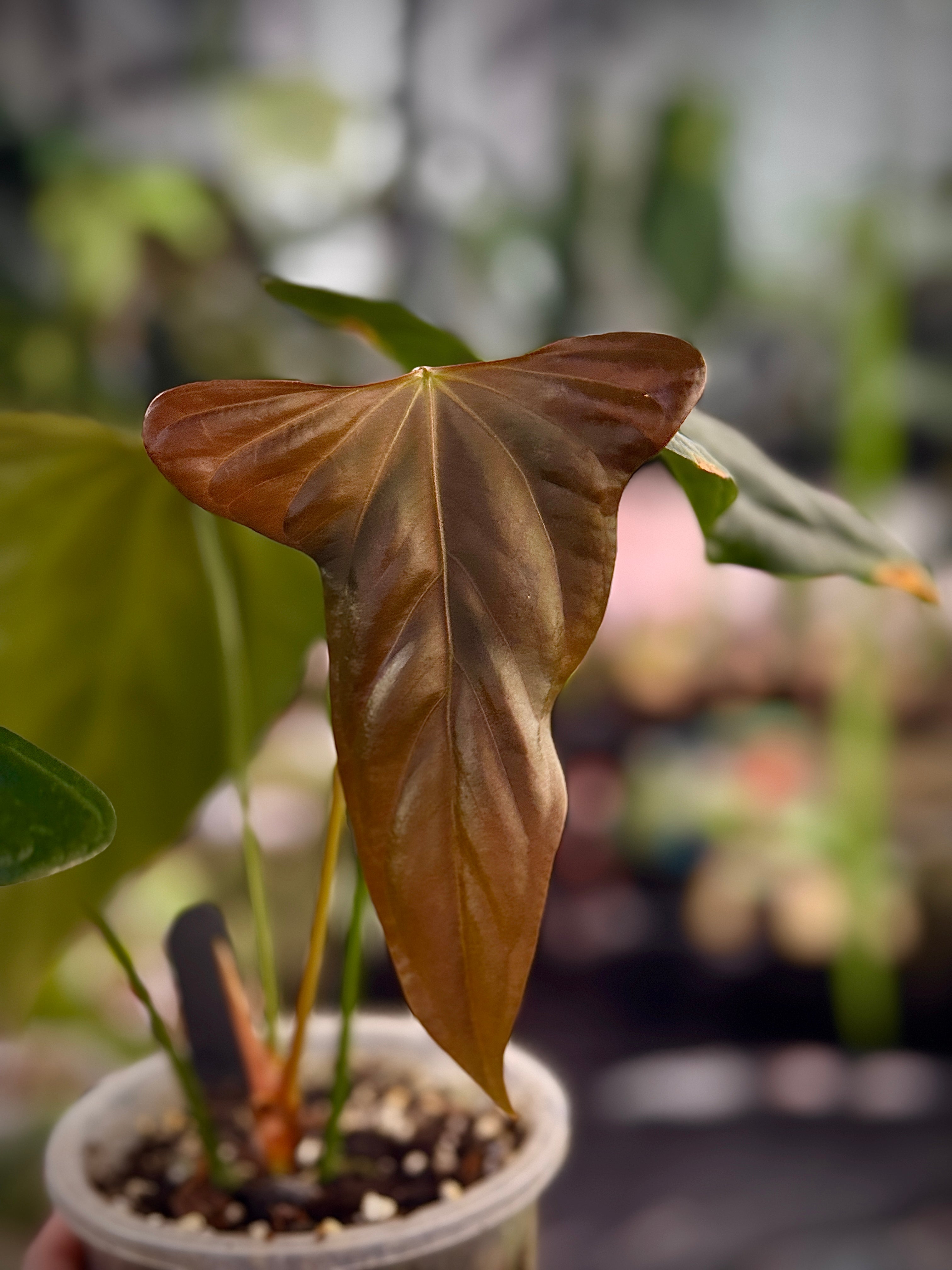 NFS: Anthurium Indo Portillae - SMUKHI