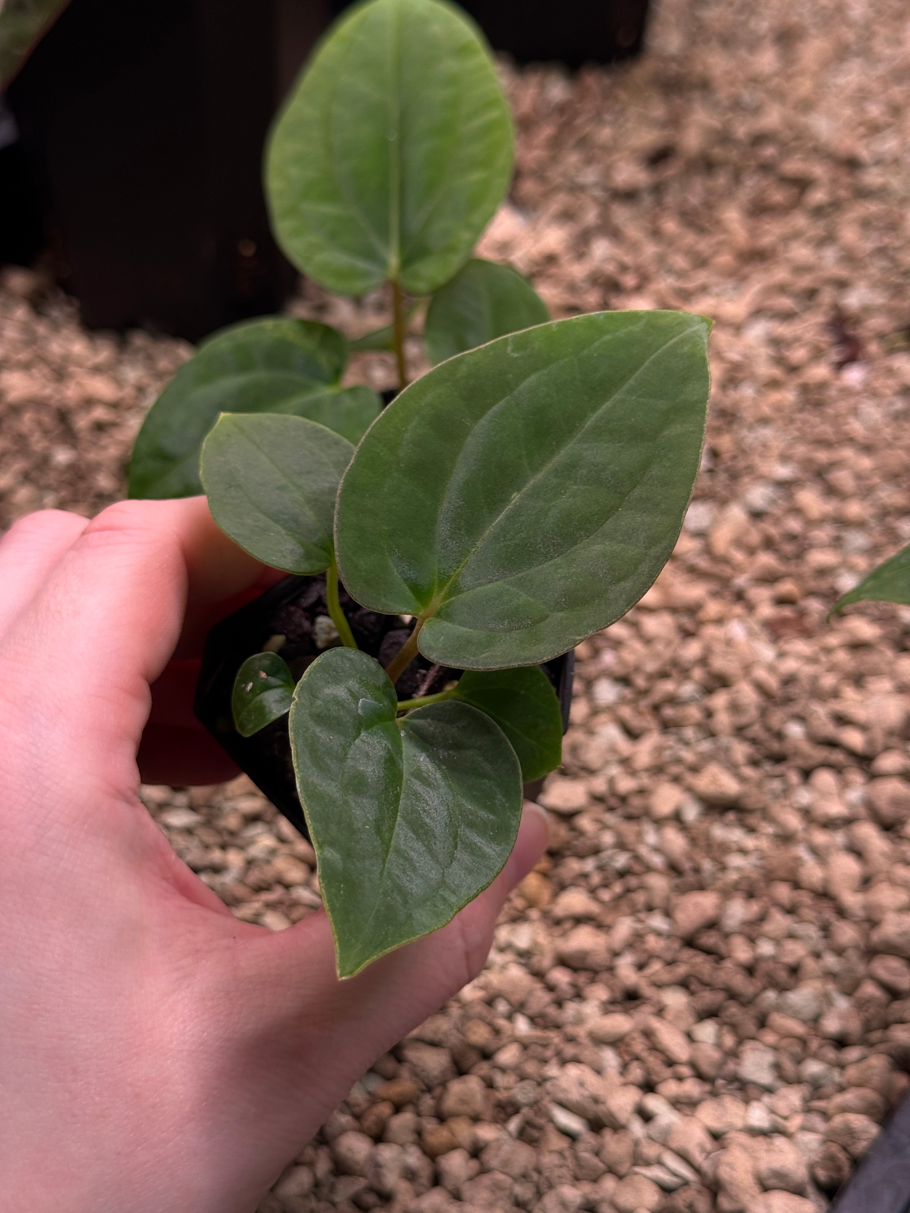 Anthurium Kunayalense PM5 x (BVEP RA1 or sp. Nov DF)