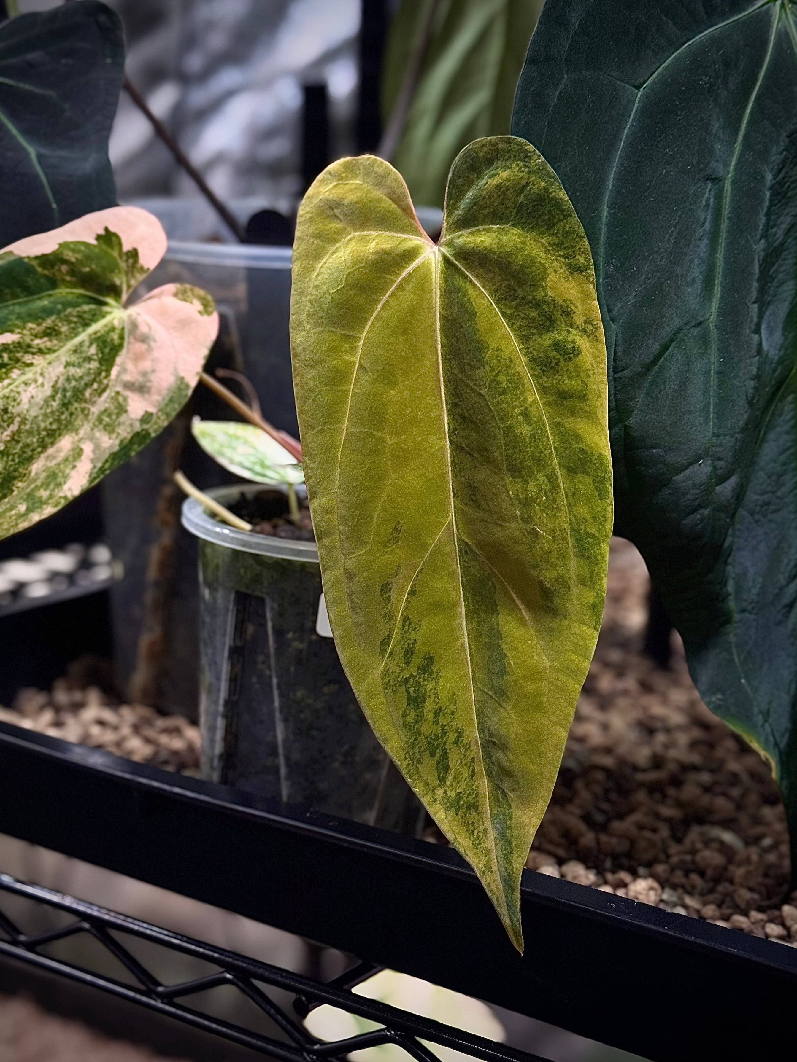 NFS: Anthurium Ace of Spades x Indo Portillae Variegata