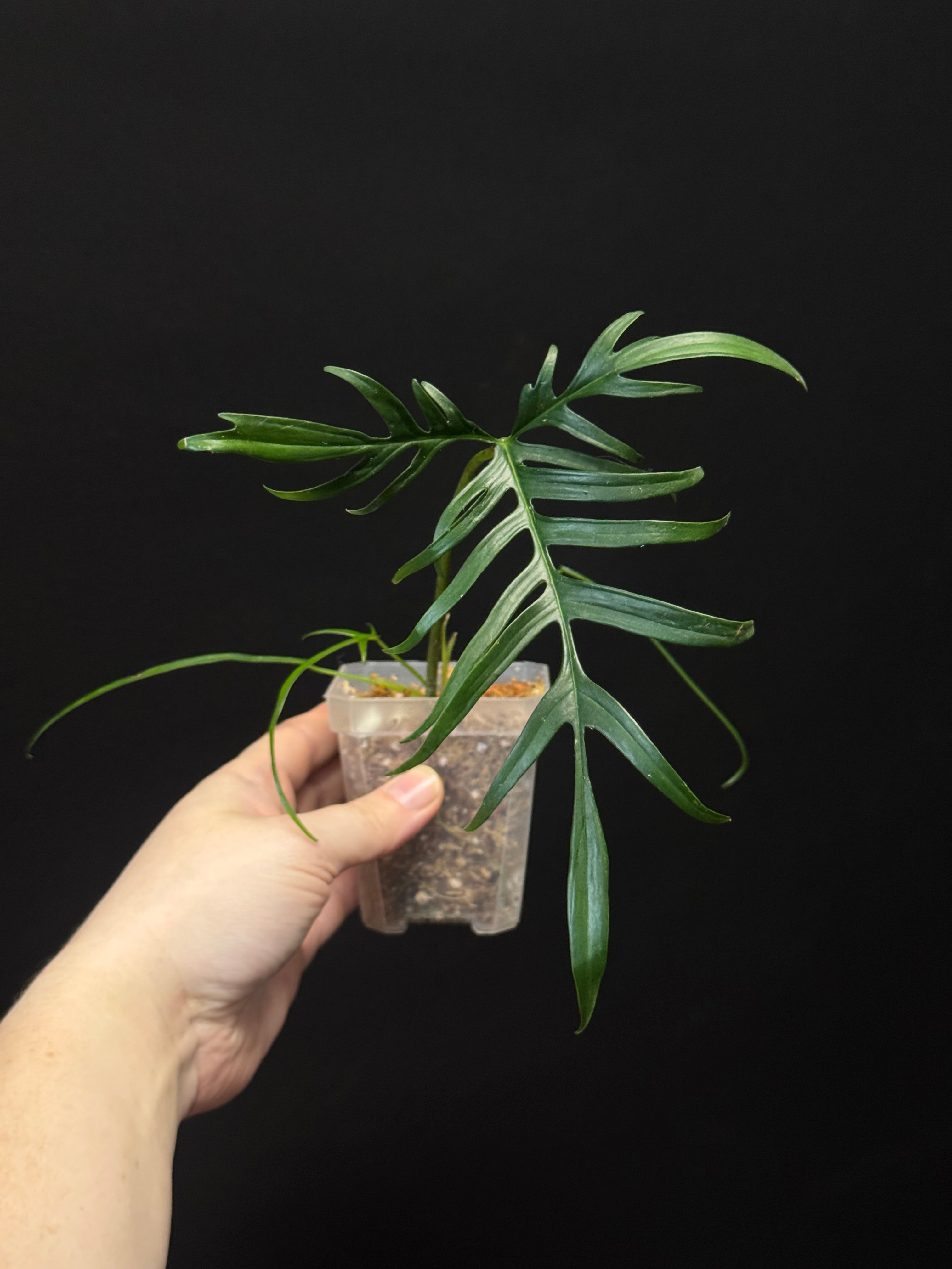 Philodendron Polypodioides