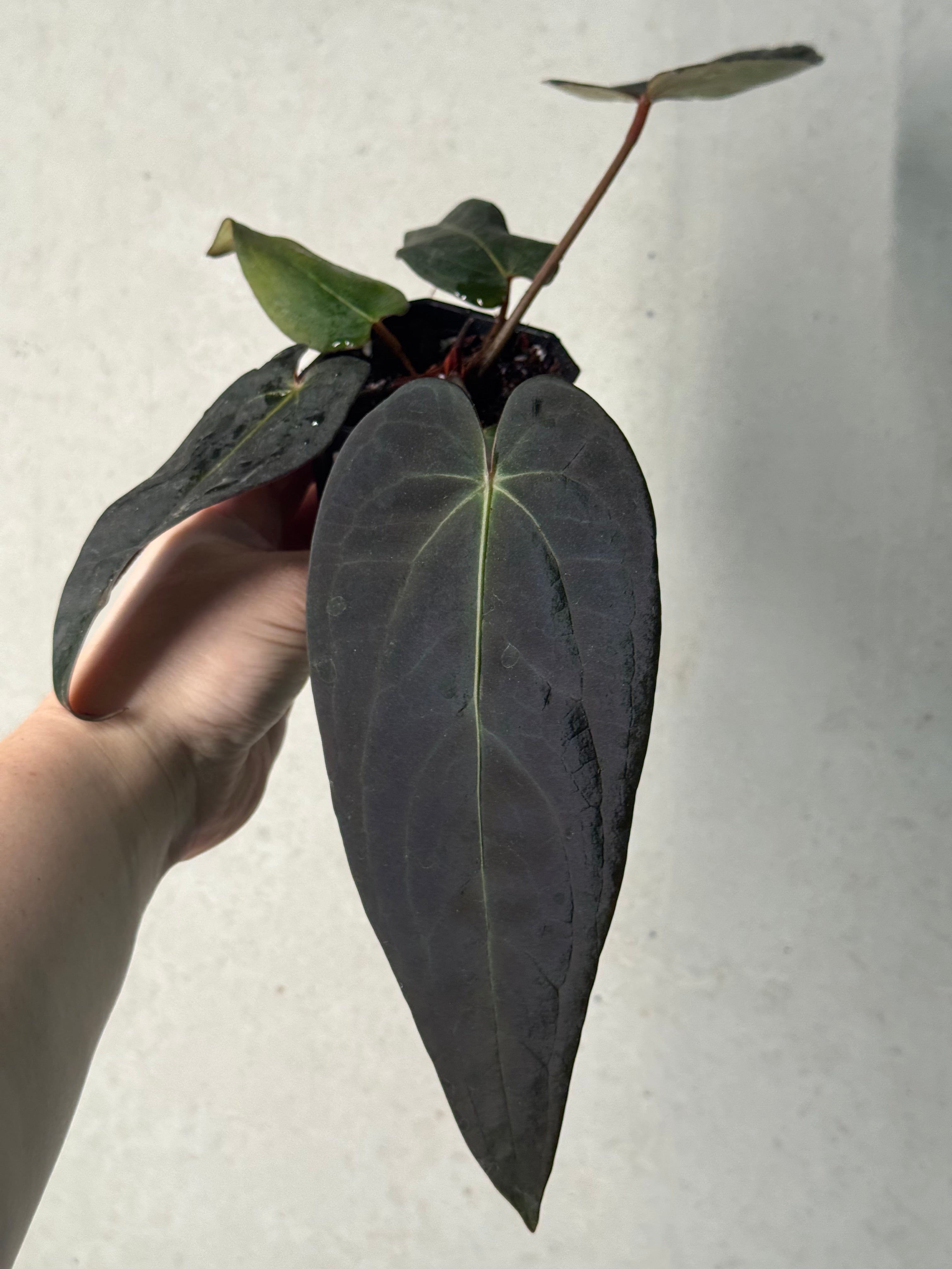 Anthurium DocBlock Dark & Handsome '9' x Red Velvet Cake '24'