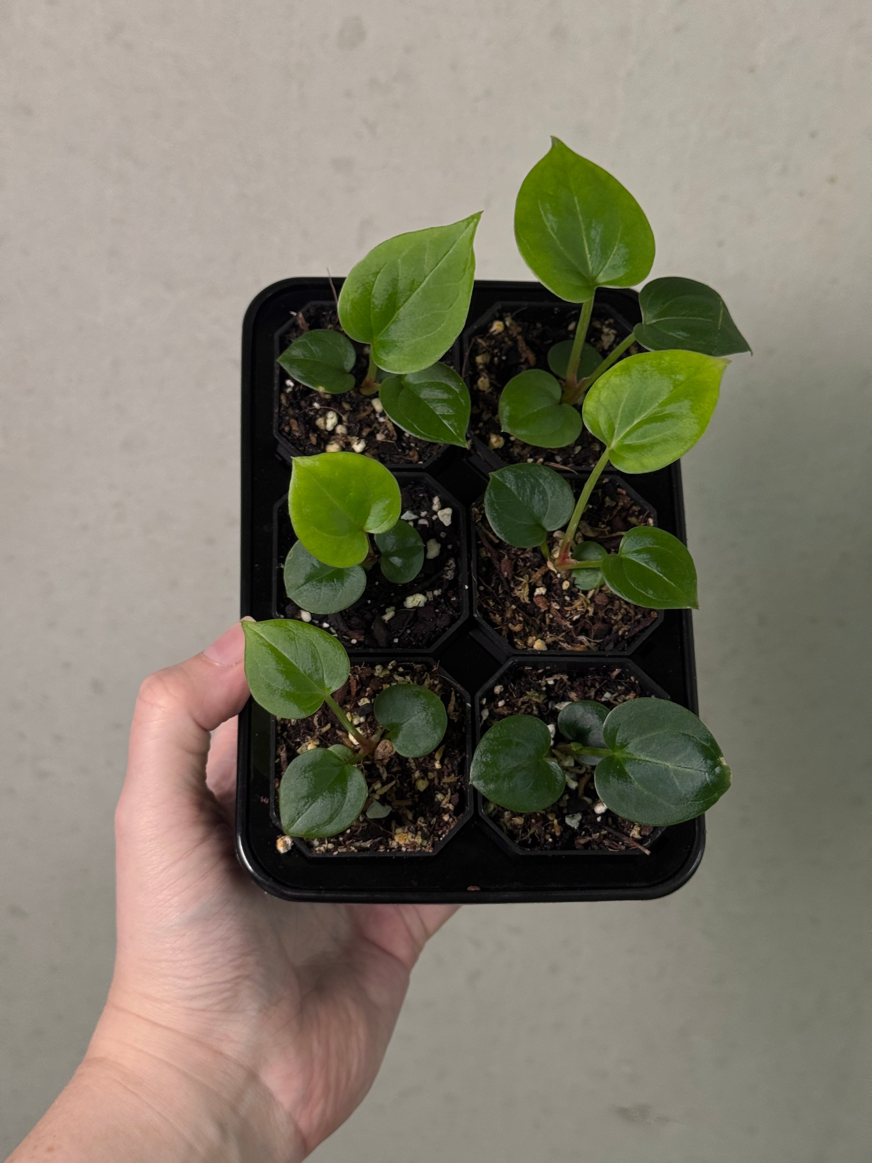 SMUKHI Anthurium HU Round '1’ x ‘2’ plant with vibrant green leaves and glossy heart-shaped foliage.
