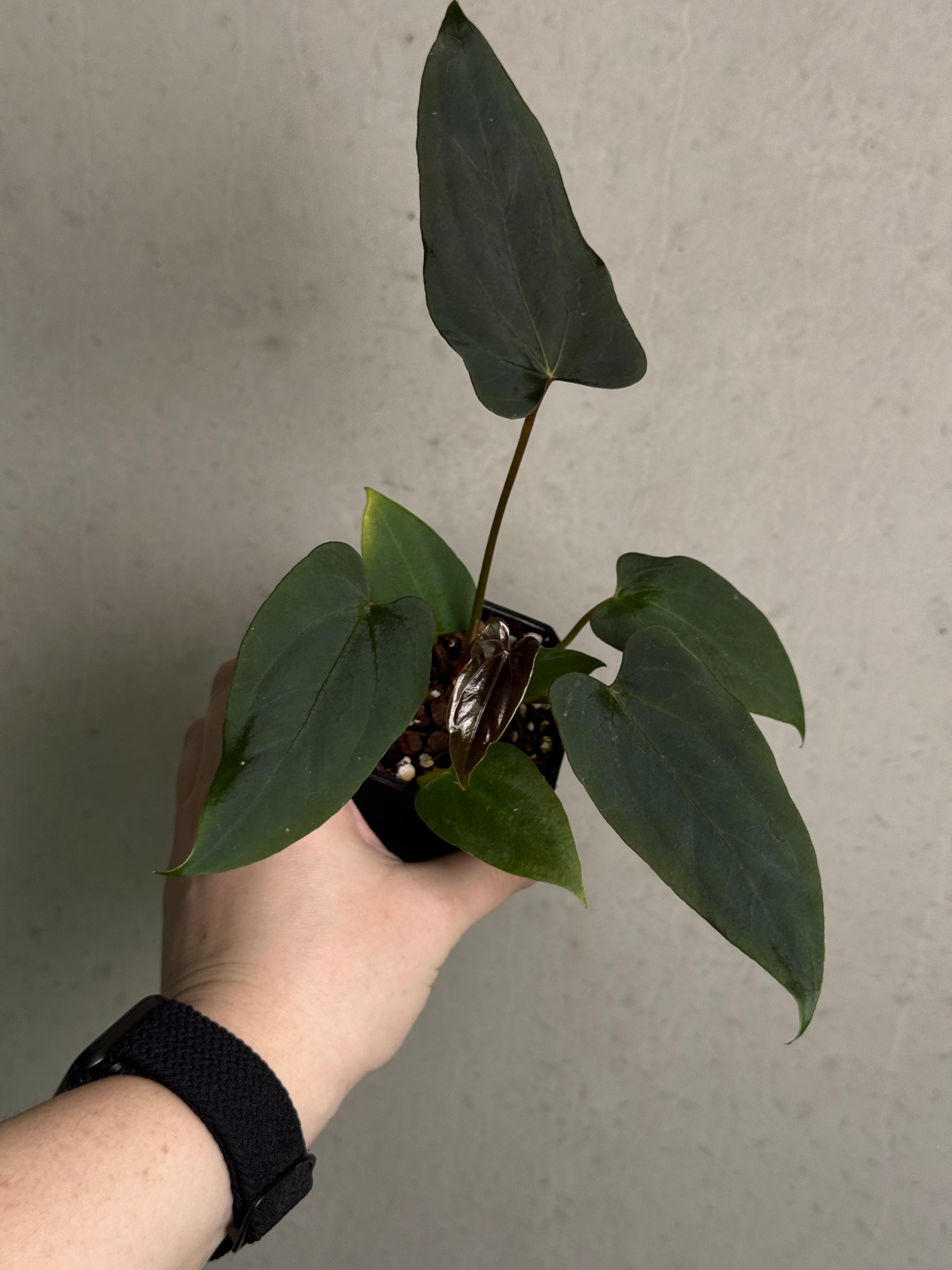 Anthurium sp. Nov DF x FSxRL ‘Grim Reaper’