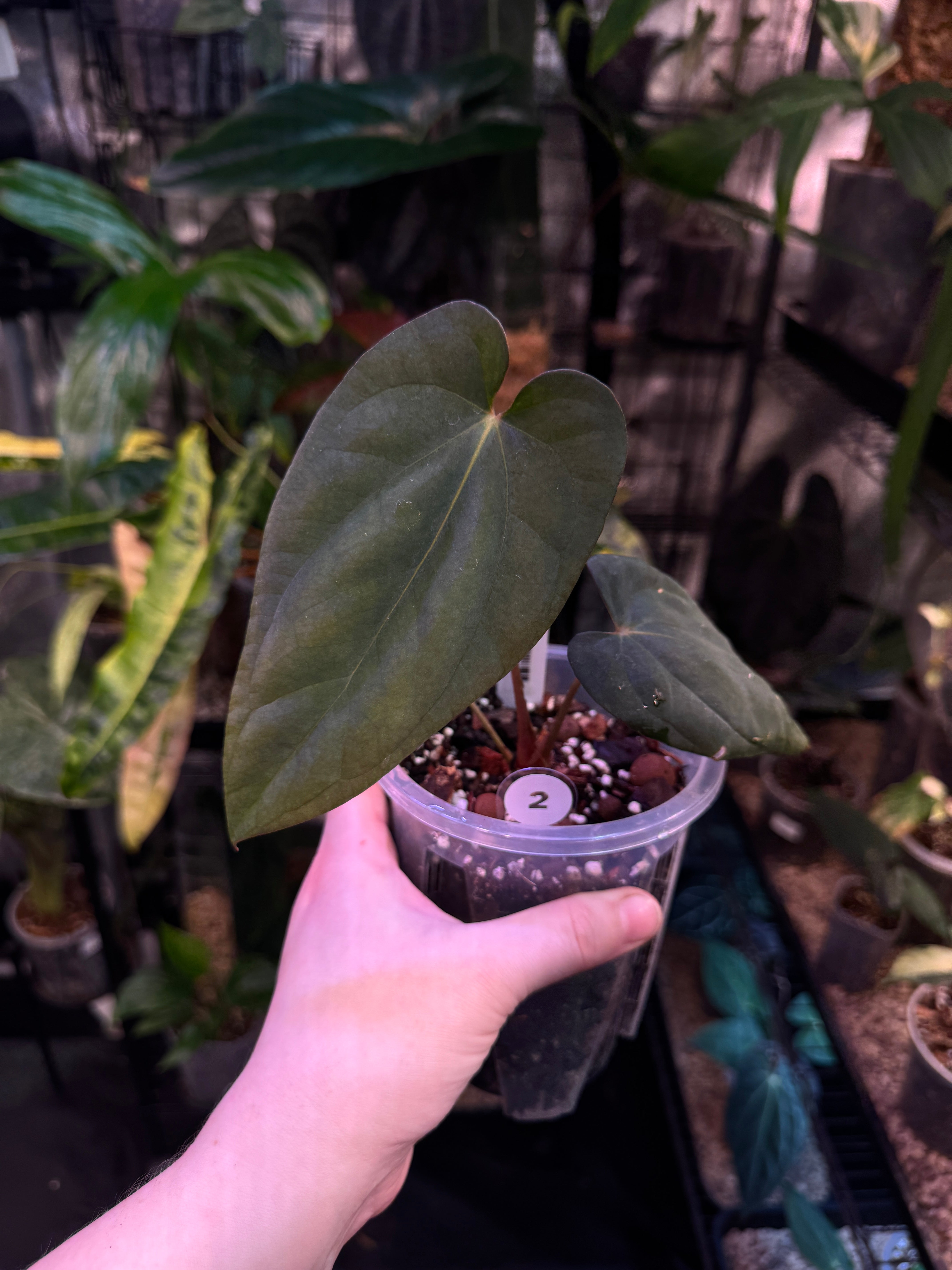 Anthurium Antolakii / BVEP (Round x Felix) x Felix