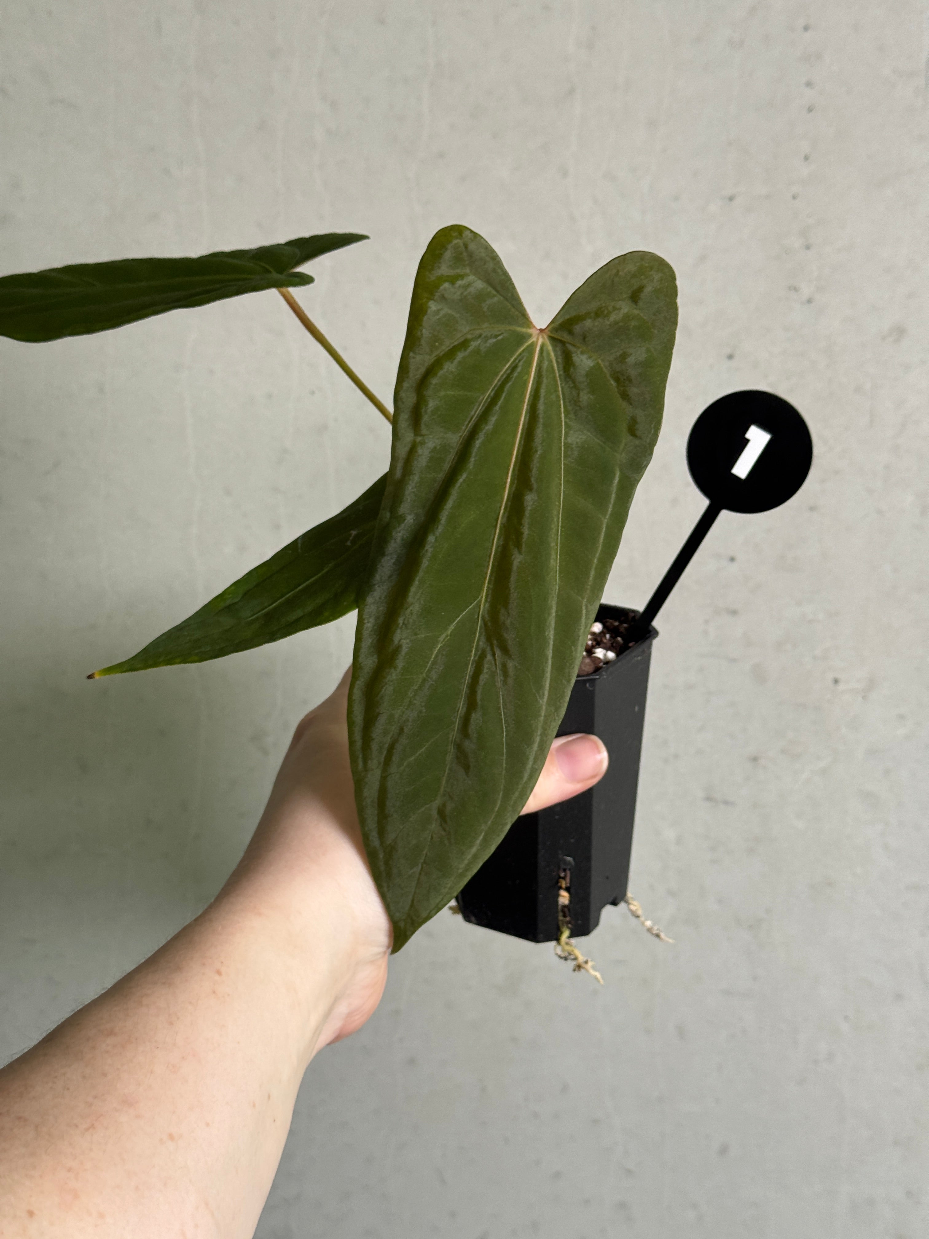 Anthurium Fort Sherman S1 x (Ralph Lynam x Fort Sherman)