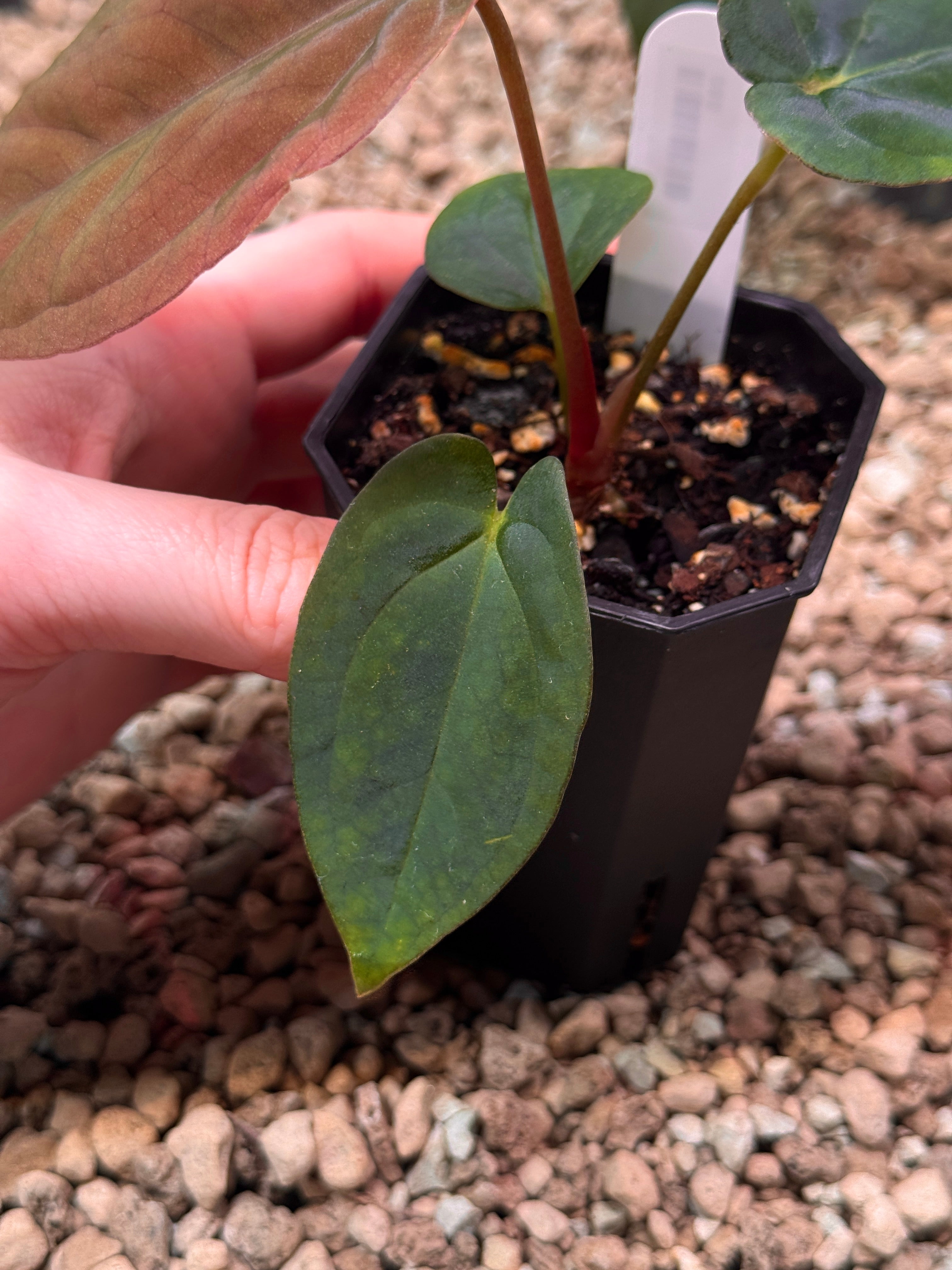 Anthurium BVEP Round x Felix - Clone