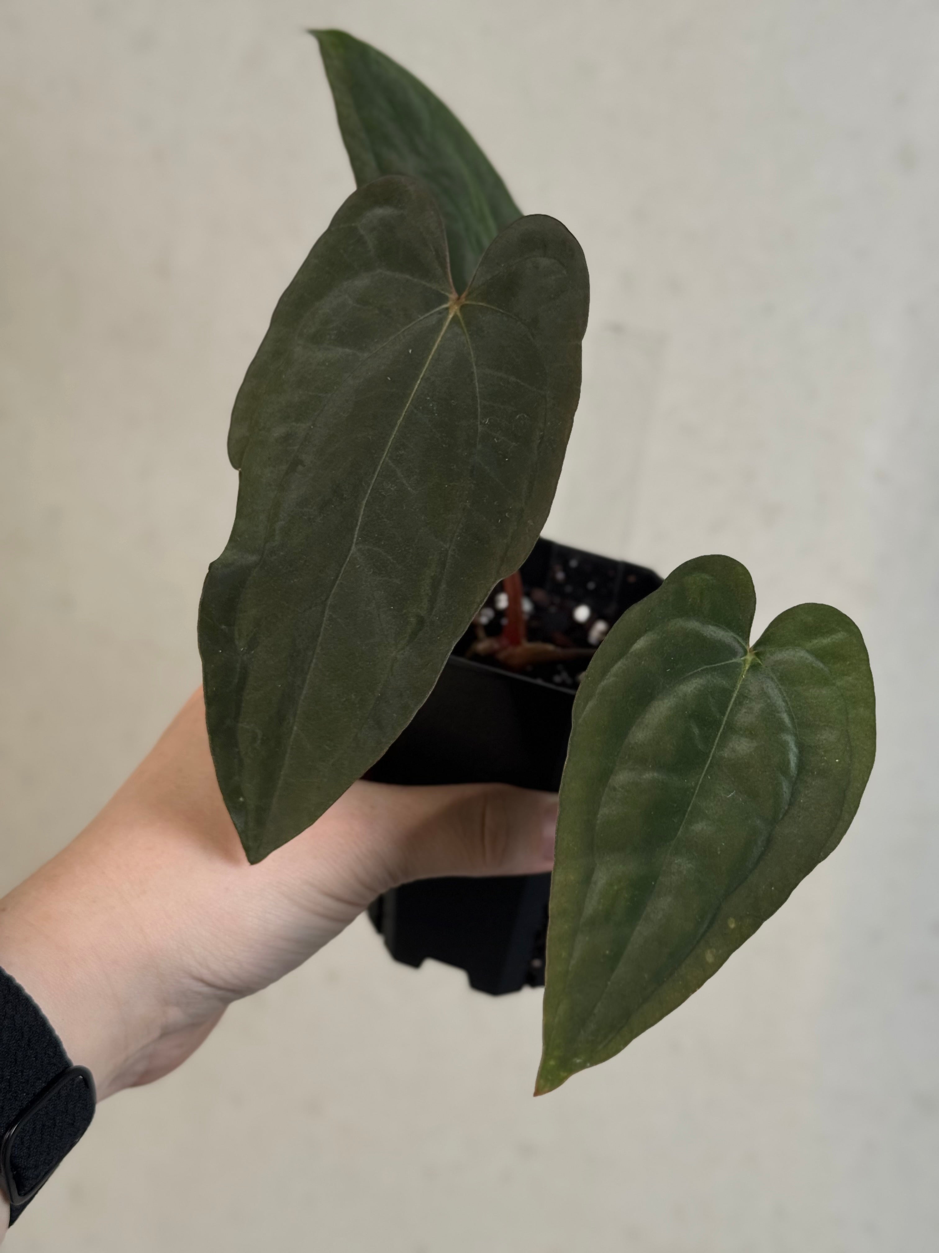 Anthurium Papillilaminum ‘WU1’ x Antolakii / BVEP 'Oliver' - Clone