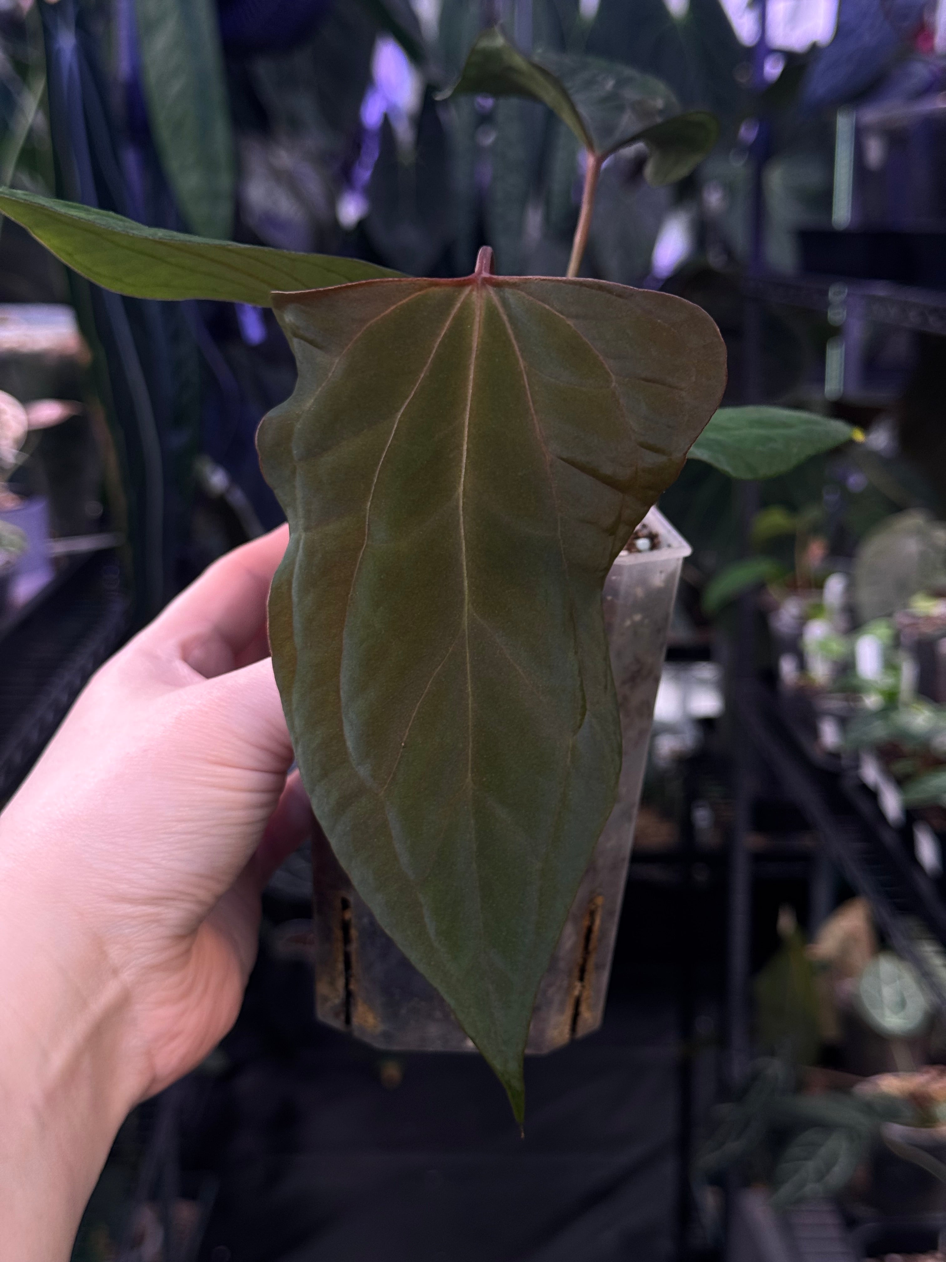 NFS: Anthurium Fort Sherman x Red Vein Dark Phoenix (mutated)