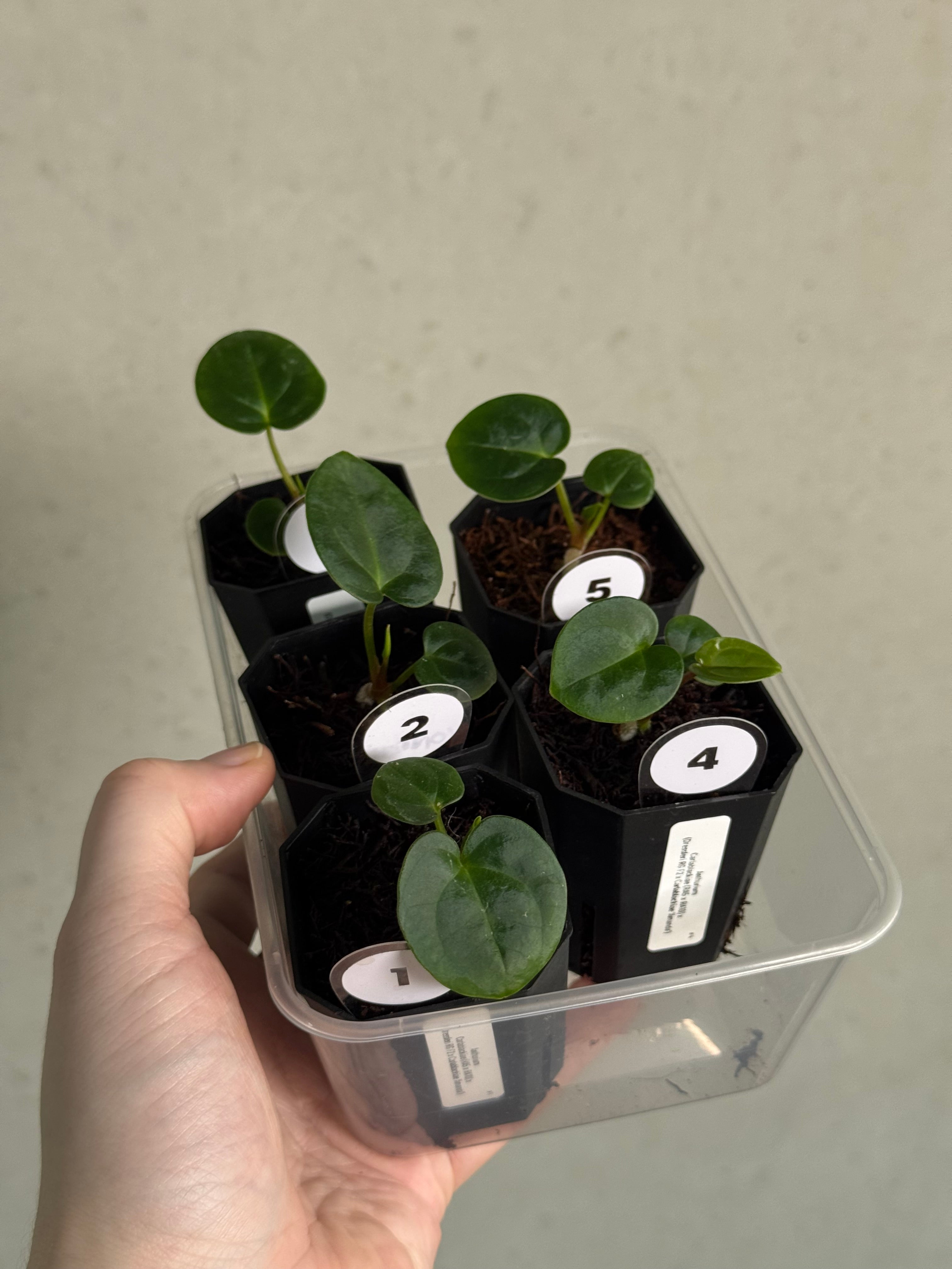 Anthurium Carlablackiae (RA5 x RA10) x (Dressleri RG F2 x Carlablackiae ‘Amanda’) - SMUKHI