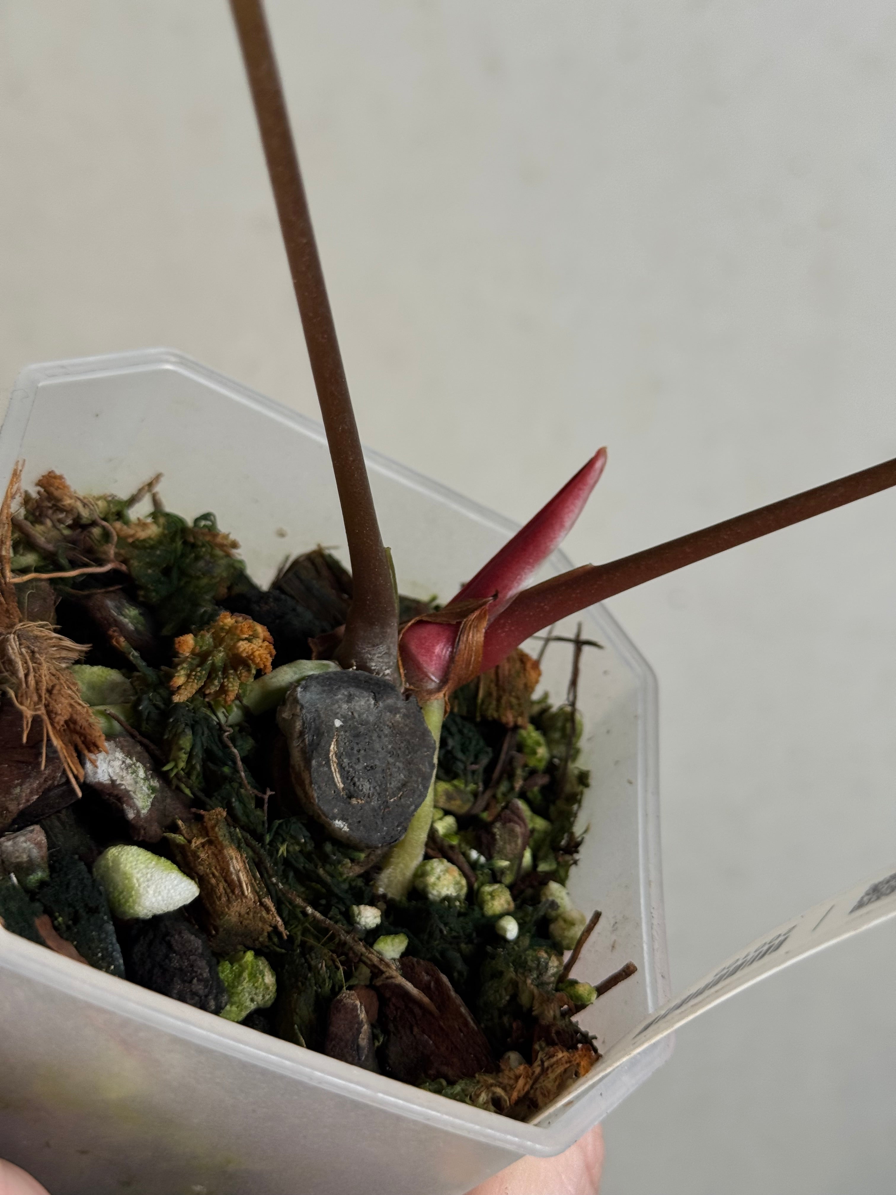 Anthurium Ace of Spades Dark Form x Papillilaminum 'Incurved lobes' - Clone