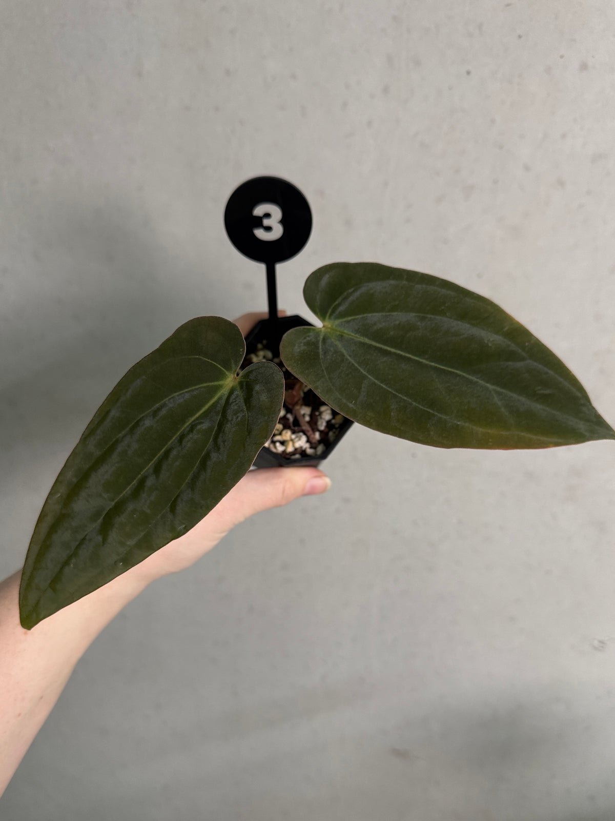 Anthurium BVEP ('Round' x 'Felix') x RLxFS 'Rouge' plant from Mathiux Aroid with vibrant red leaves and lush green foliage.