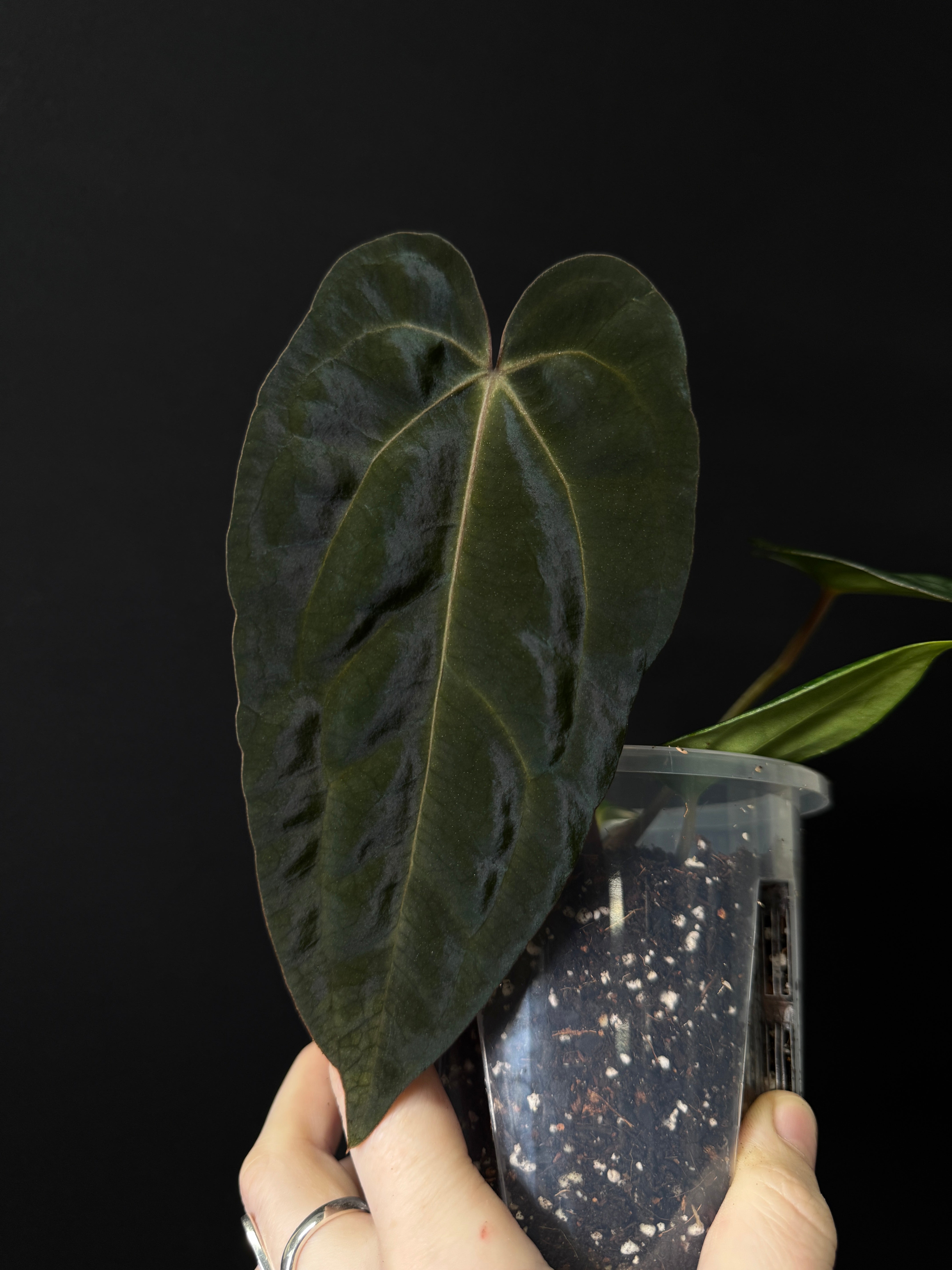 Anthurium Carlablackiae NSE x FSxRL