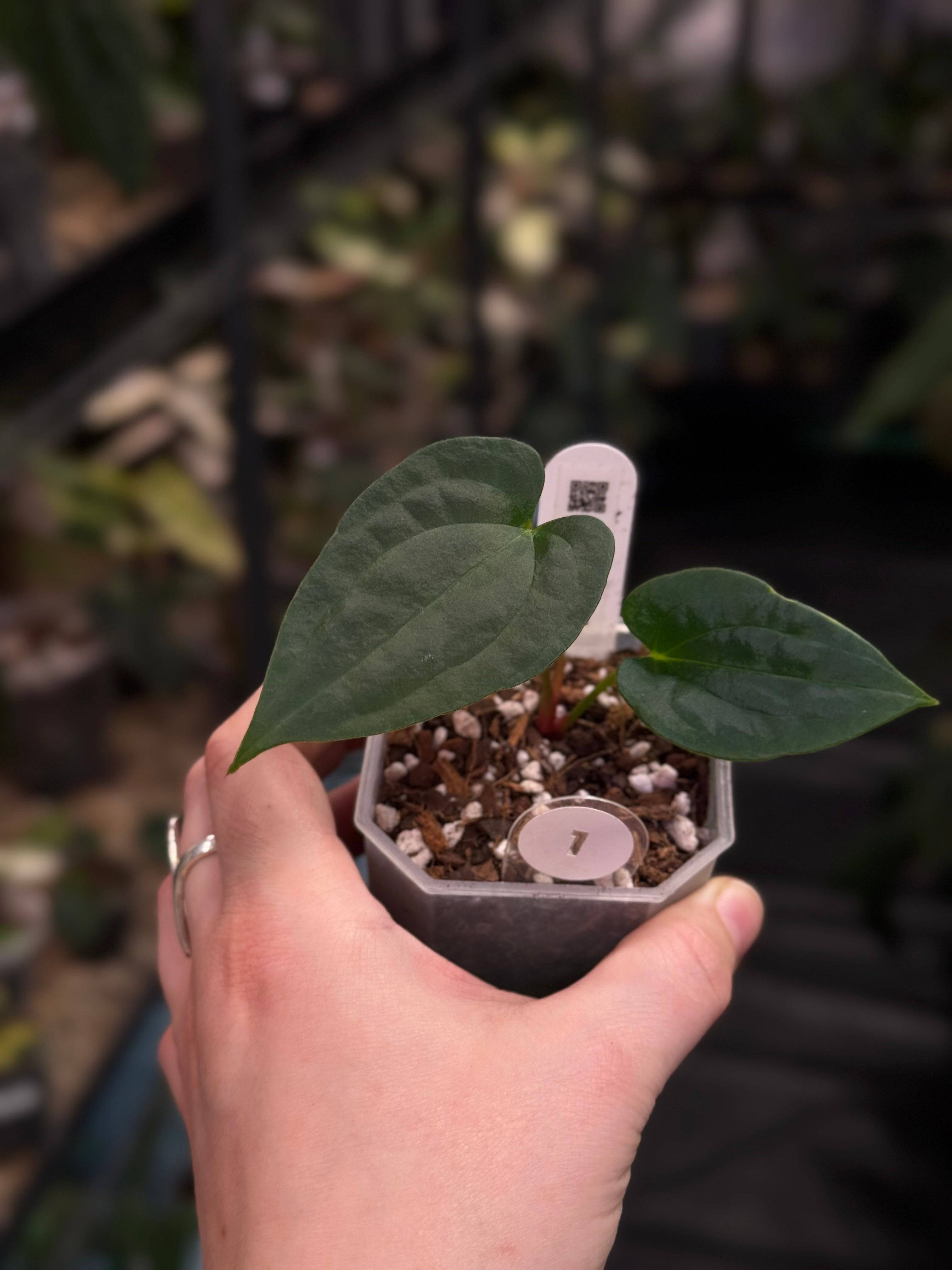 C*a様 【一株限定】アンスリウム RVDP × 'Fort Sherman'