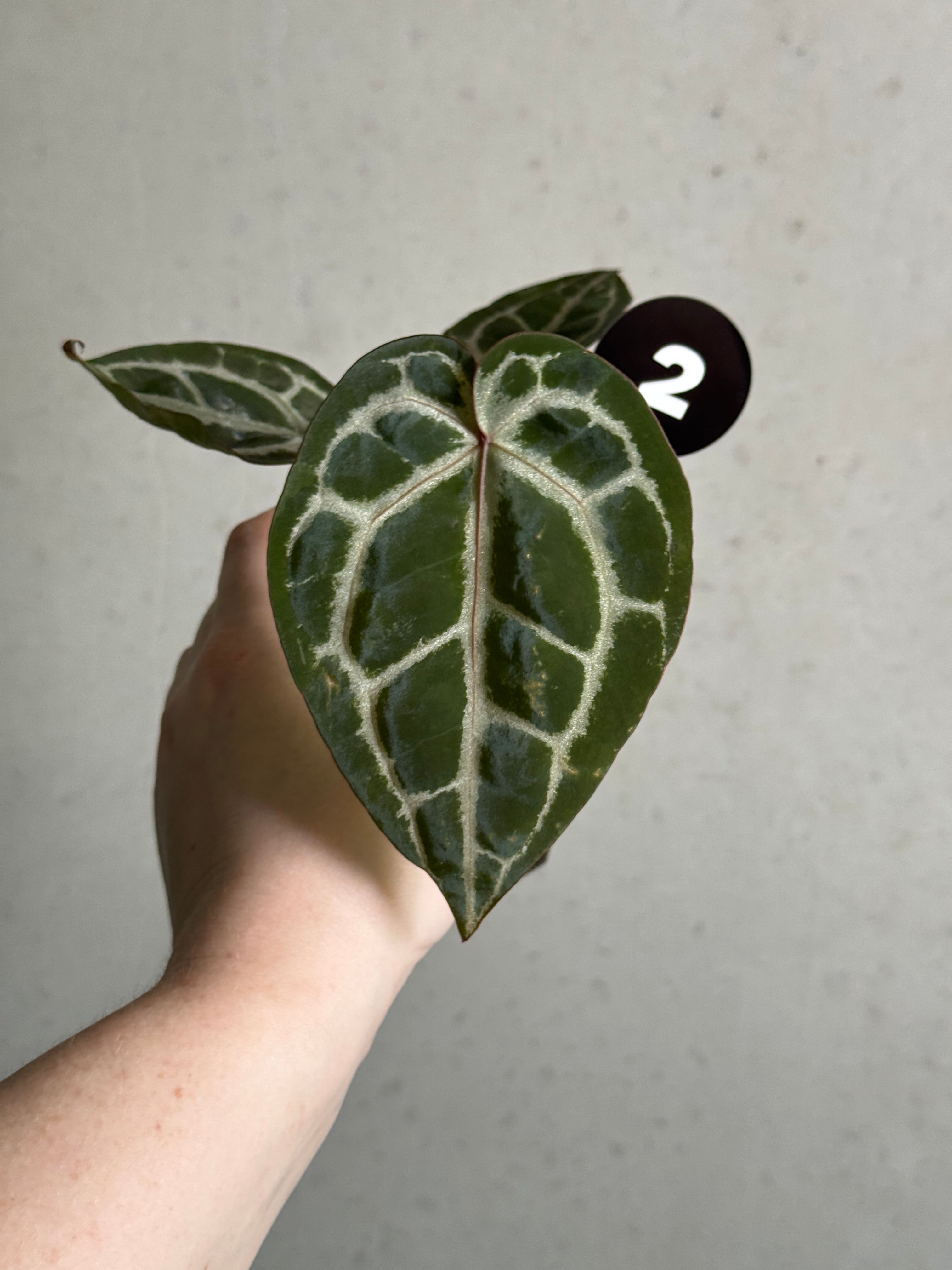 Anthurium Michelle plant with glossy green leaves and vibrant red flowers, potted and displayed indoors.