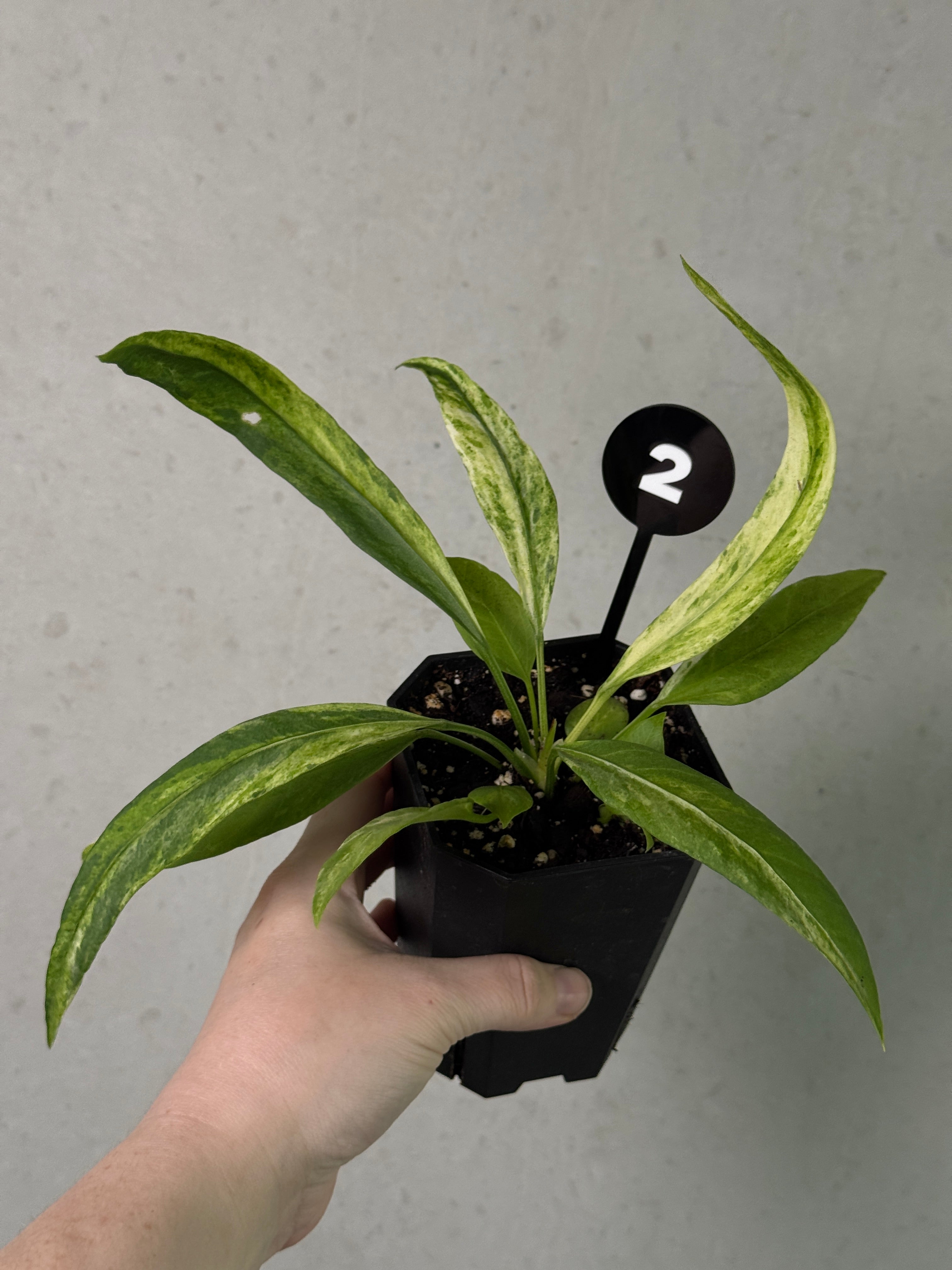 Variegated Anthurium Vittarifolium plant by SMUKHI with glossy green and white variegated leaves, lush and vibrant indoor houseplant