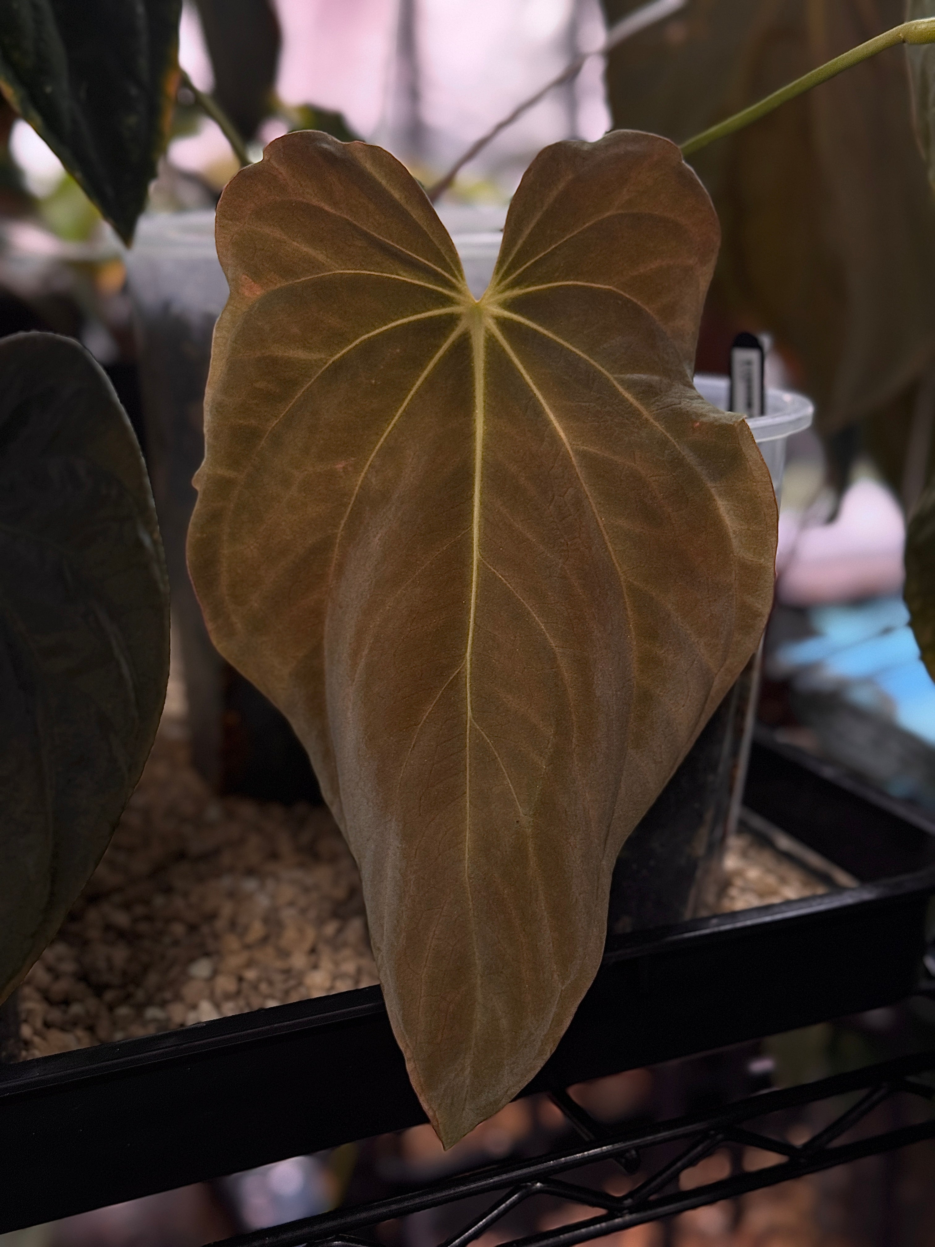 Private Collection NFS Anthurium BVEP 'Oliver' S1 plant with glossy green leaves and vibrant spathe, indoor tropical houseplant