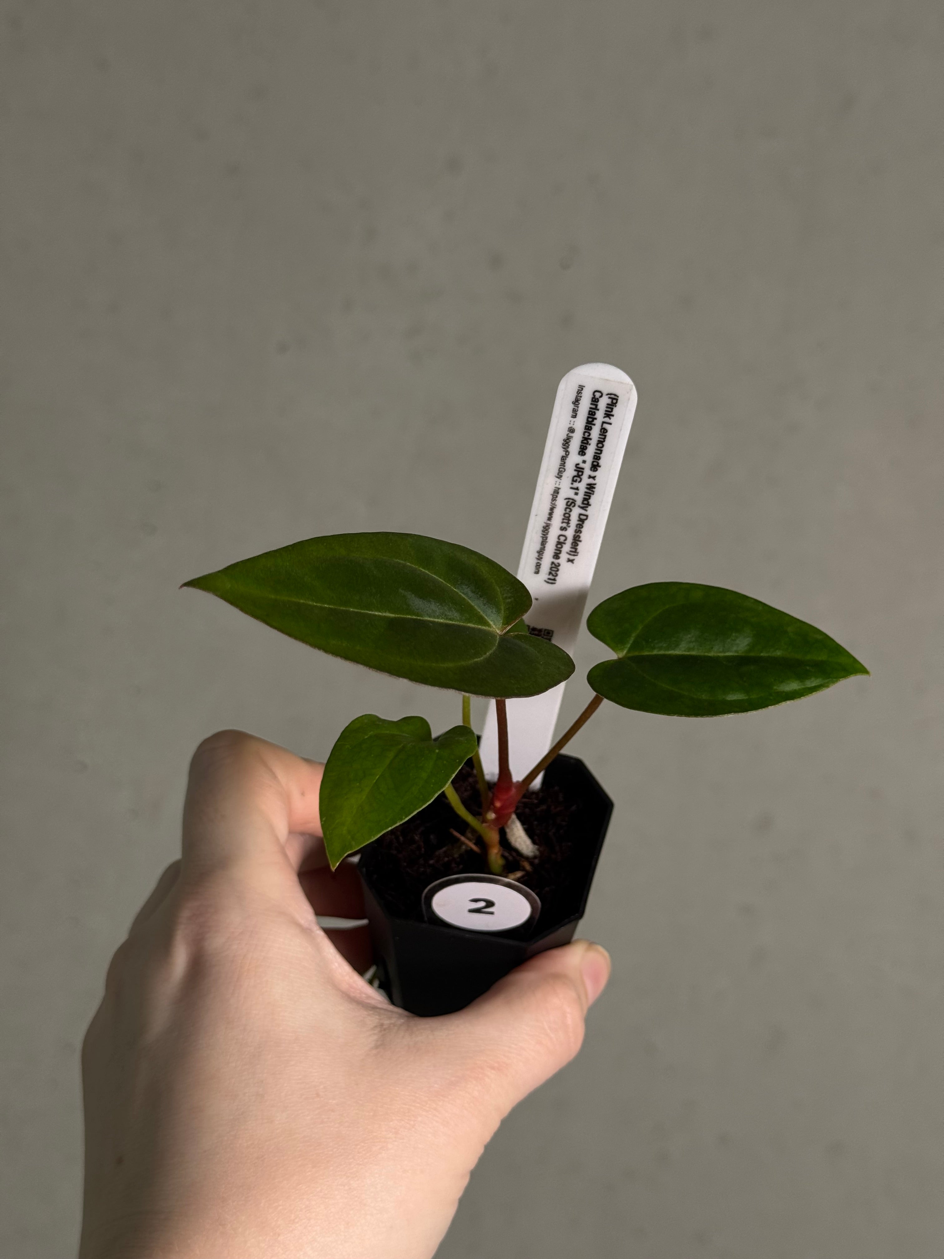 Anthurium (‘Pink Lemonade’ x Windy Dressleri) x Carlablackiae JPG.1