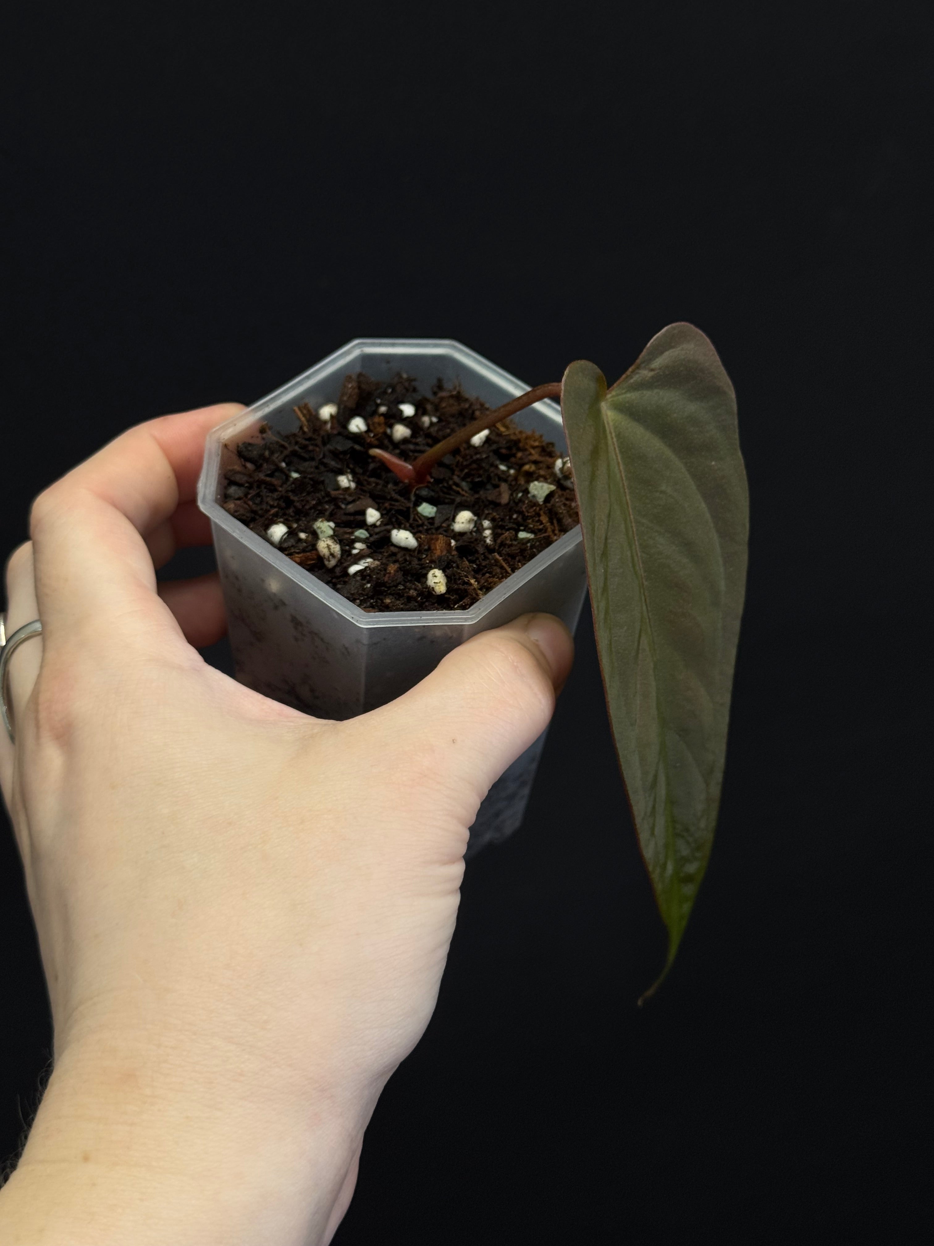 Anthurium (Subsignatum x Papillilaminum 'Marie') x FSxRL ‘Grim Reaper’
