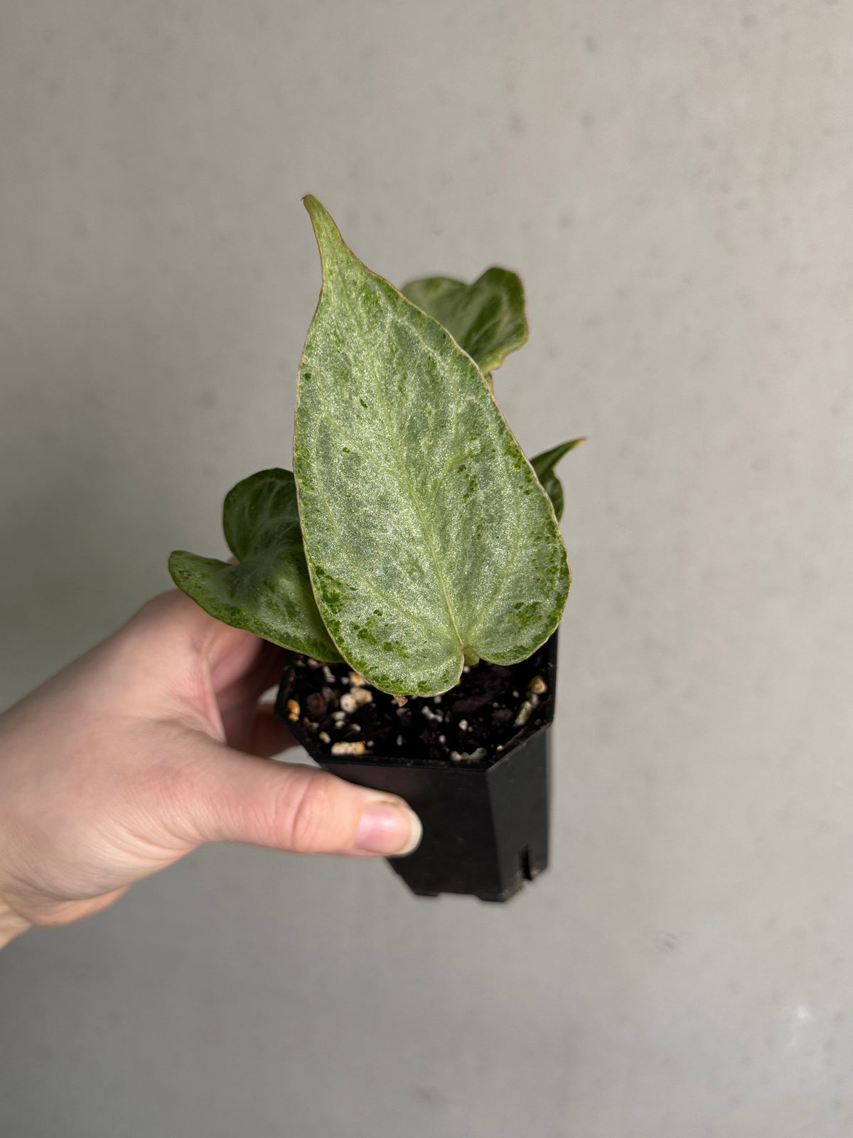 Anthurium Silver Blush Mint plant with variegated silver and green leaves, displayed in a pot, from SMUKHI.