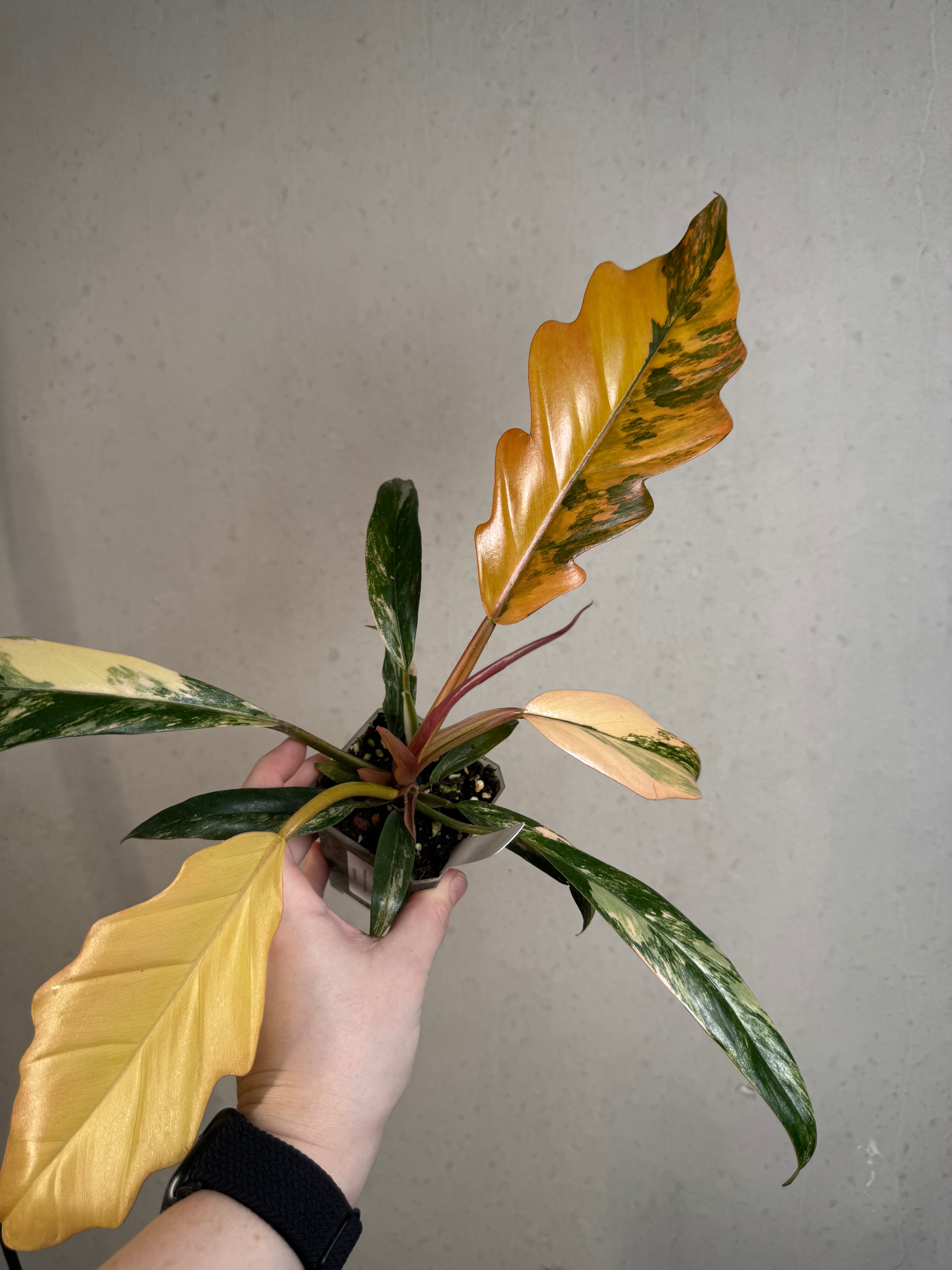 Philodendron Caramel Marble