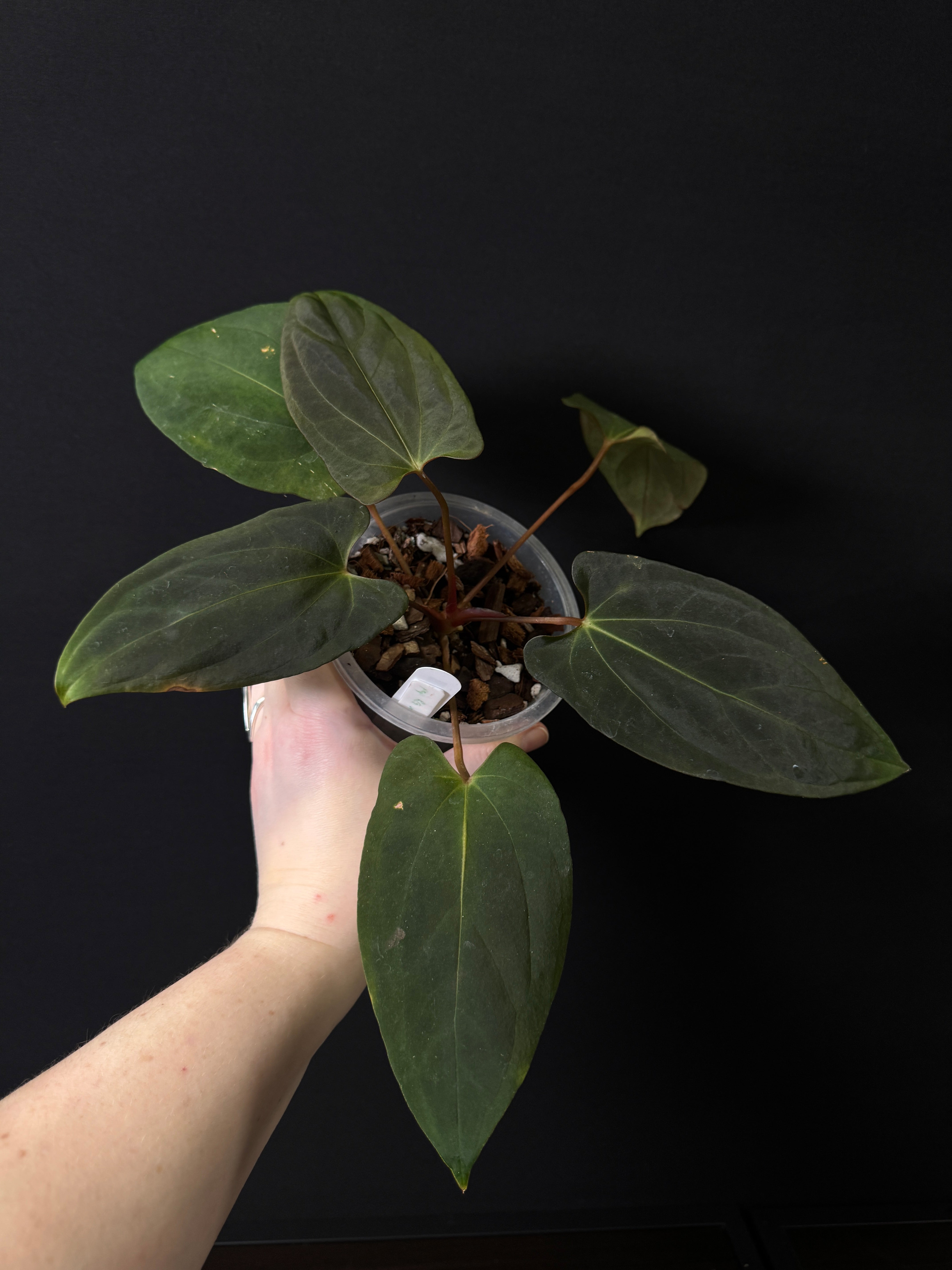 NFS: Anthurium RG Papillilaminum x Portillae ‘Dorito’