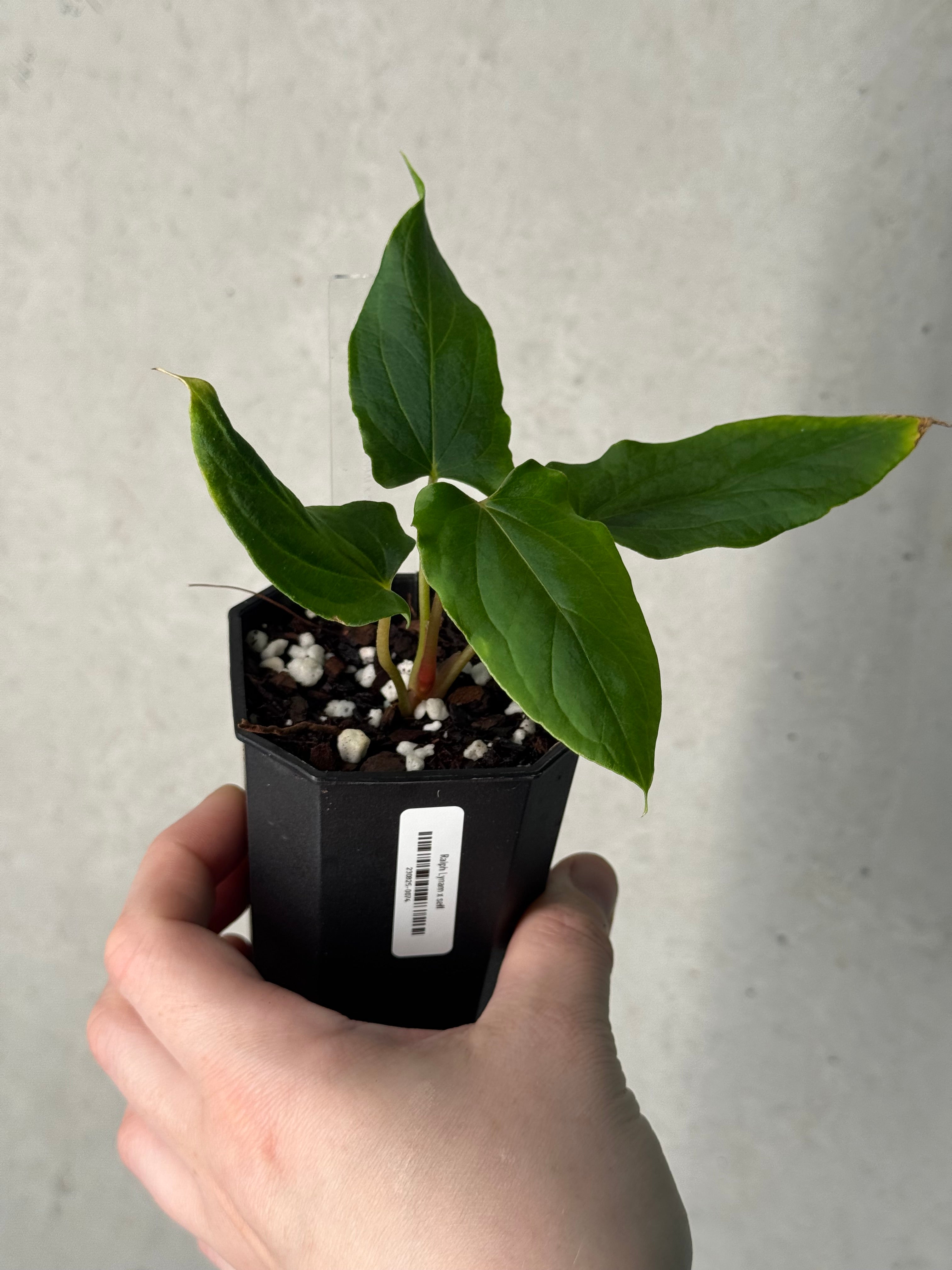 Anthurium Ralph Lynam x self