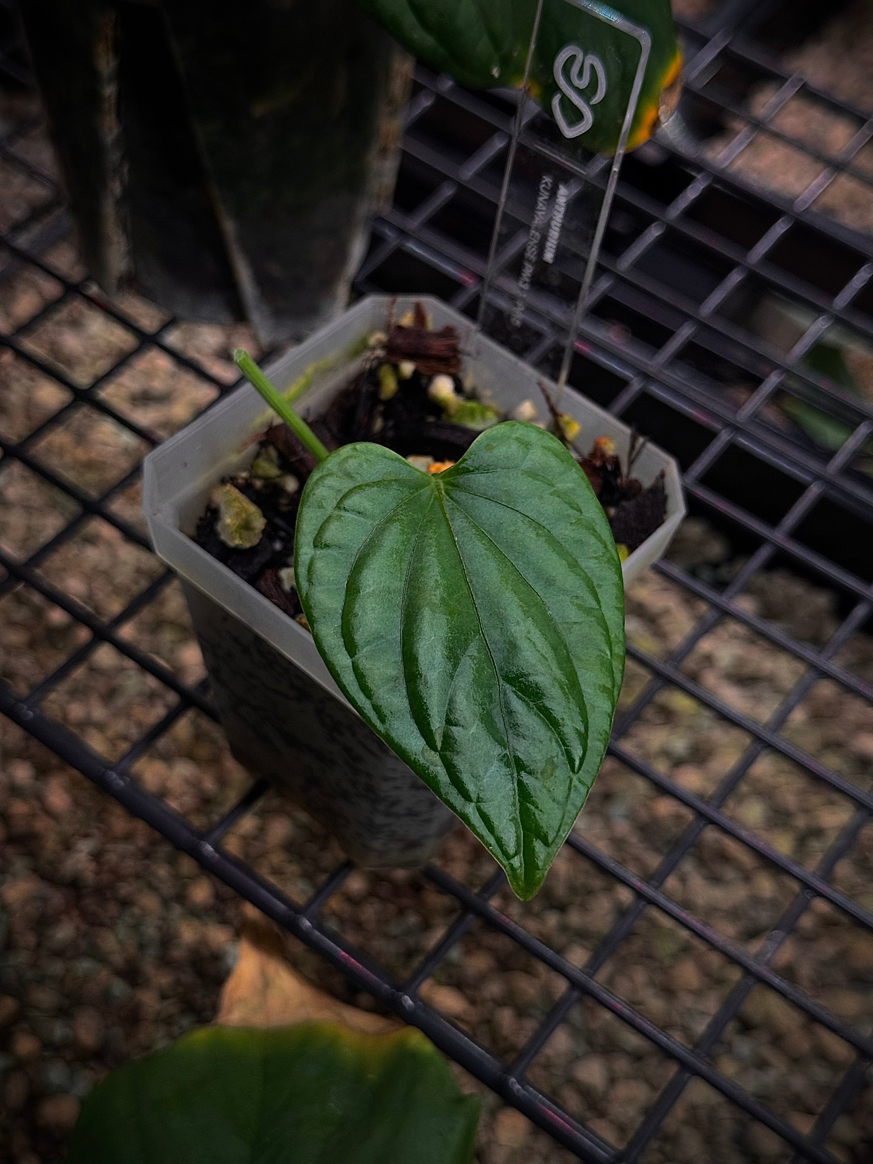 NFS: Anthurium Kunayalense PM3 x PM5