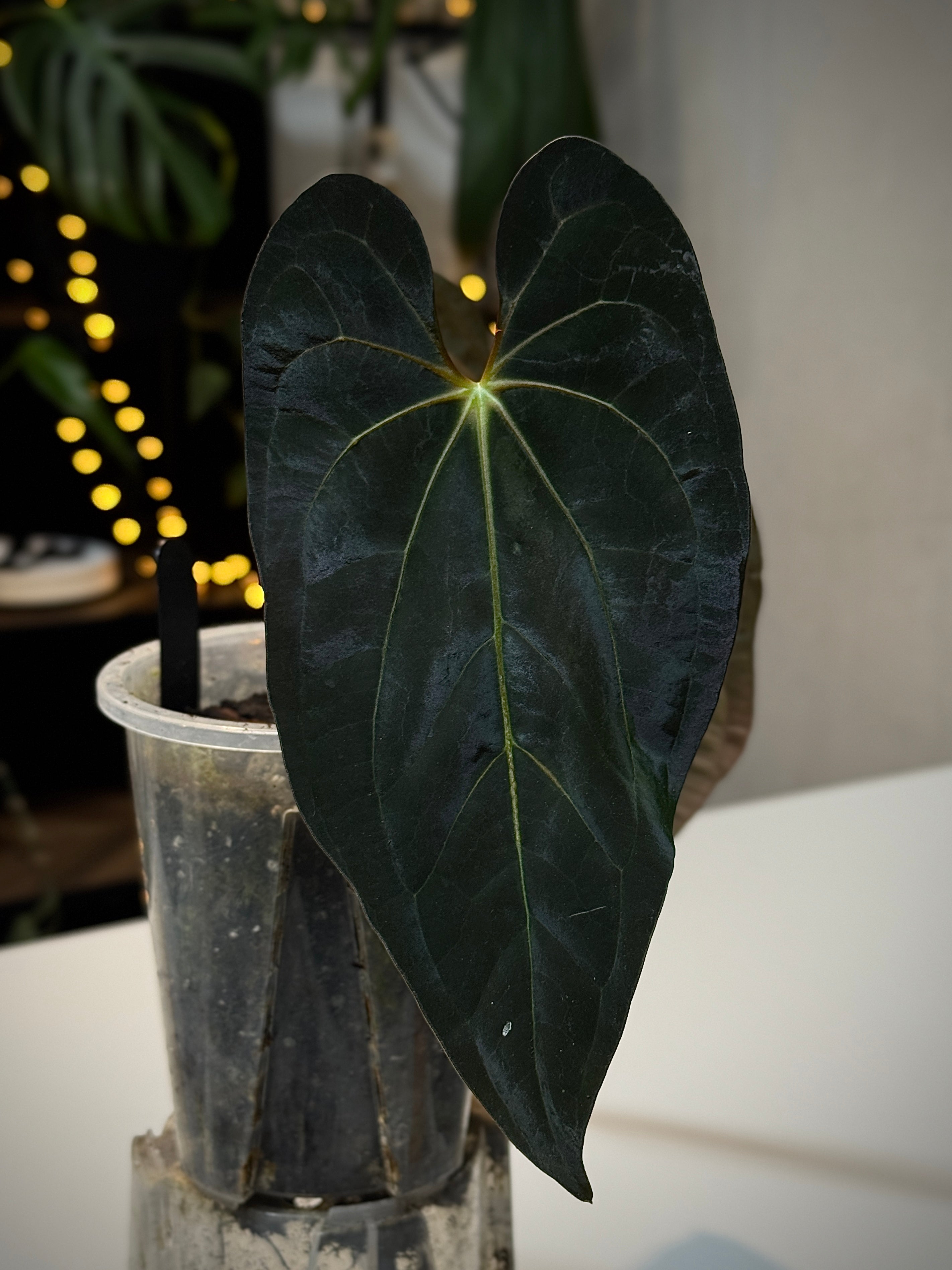NFS: Anthurium Fort Sherman x Ace of Spades (Kunzo)