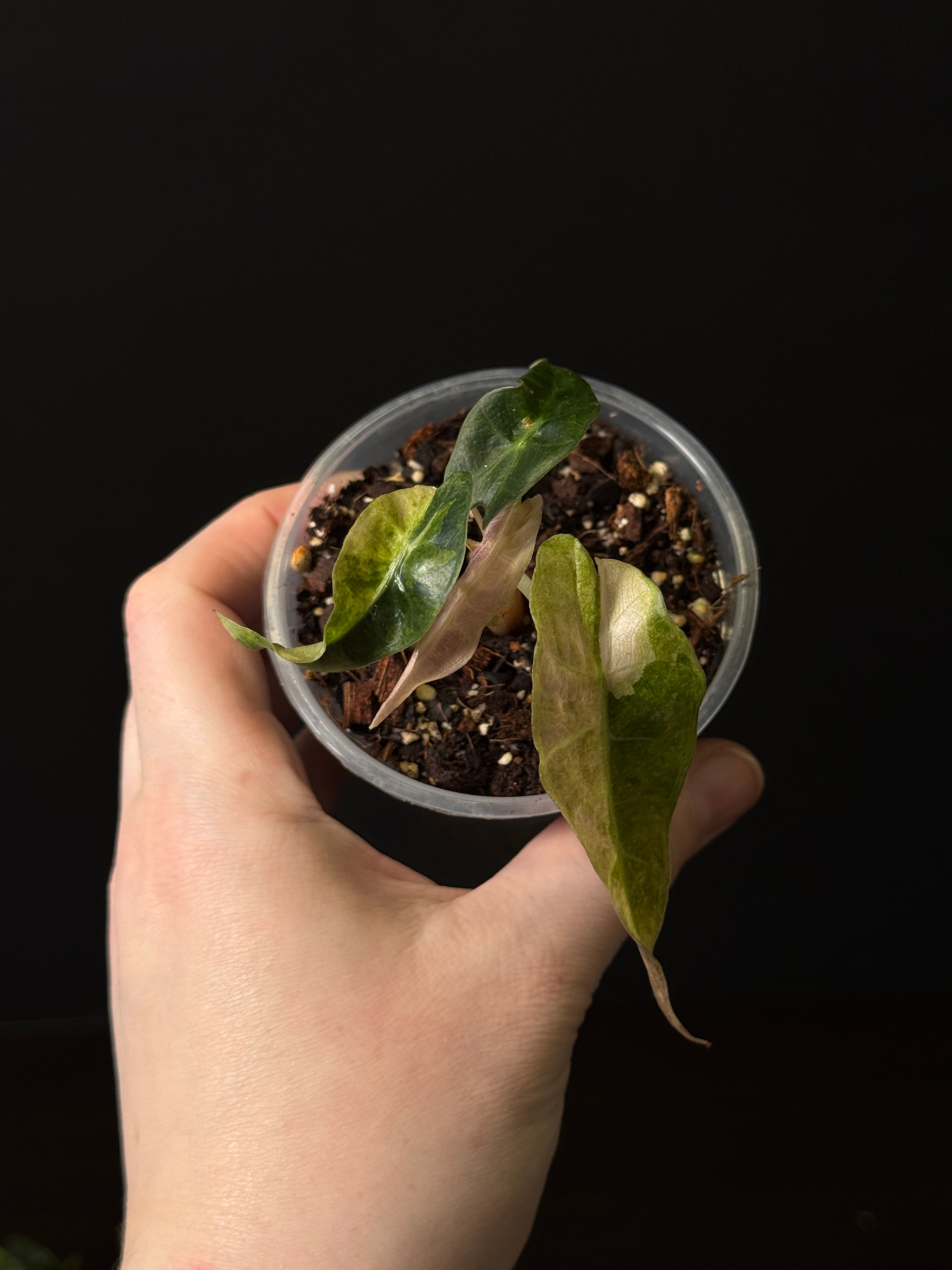 Alocasia Polly Aurea Variegata