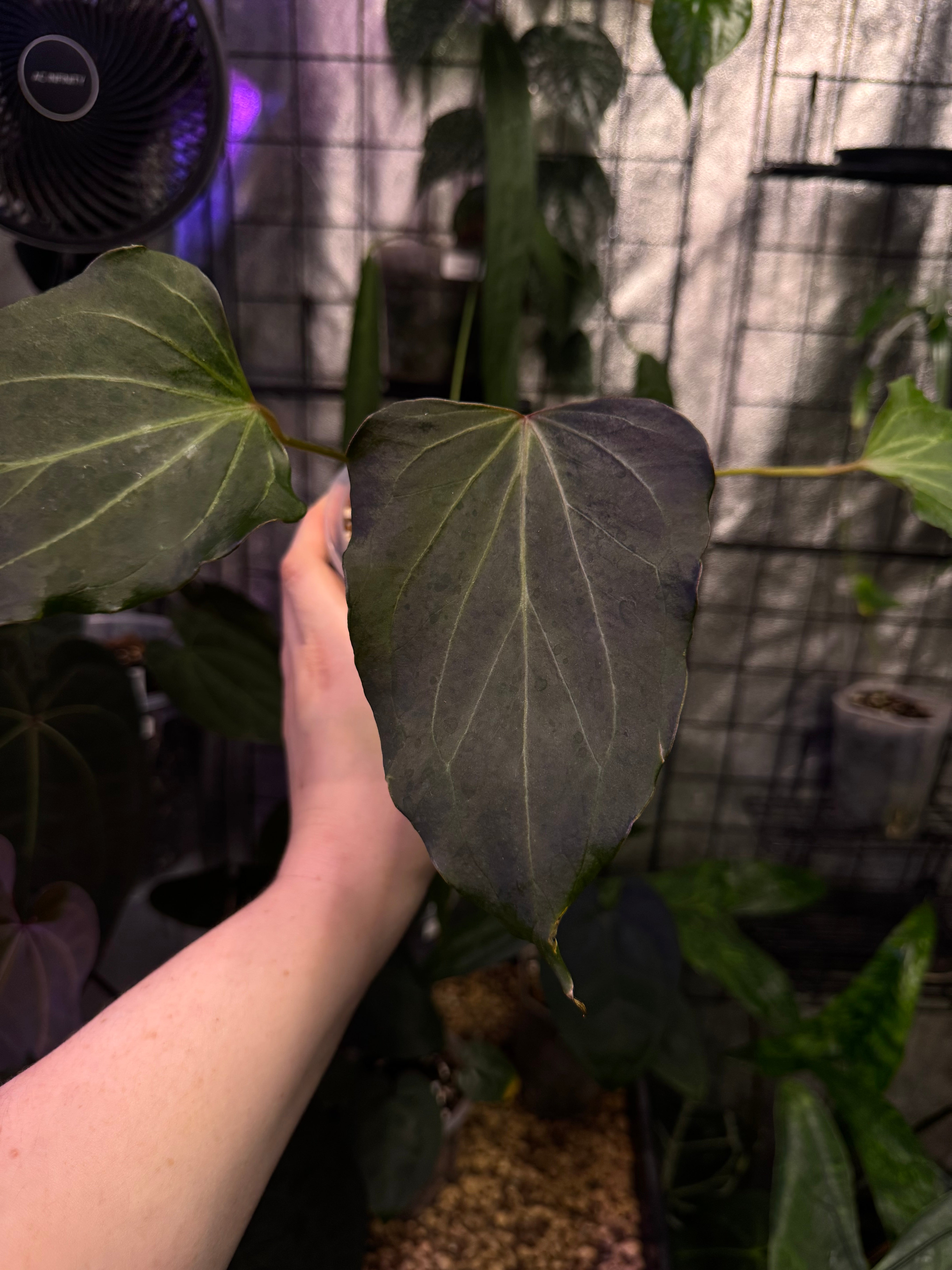 NFS: Anthurium HU 'Butterfly' #2