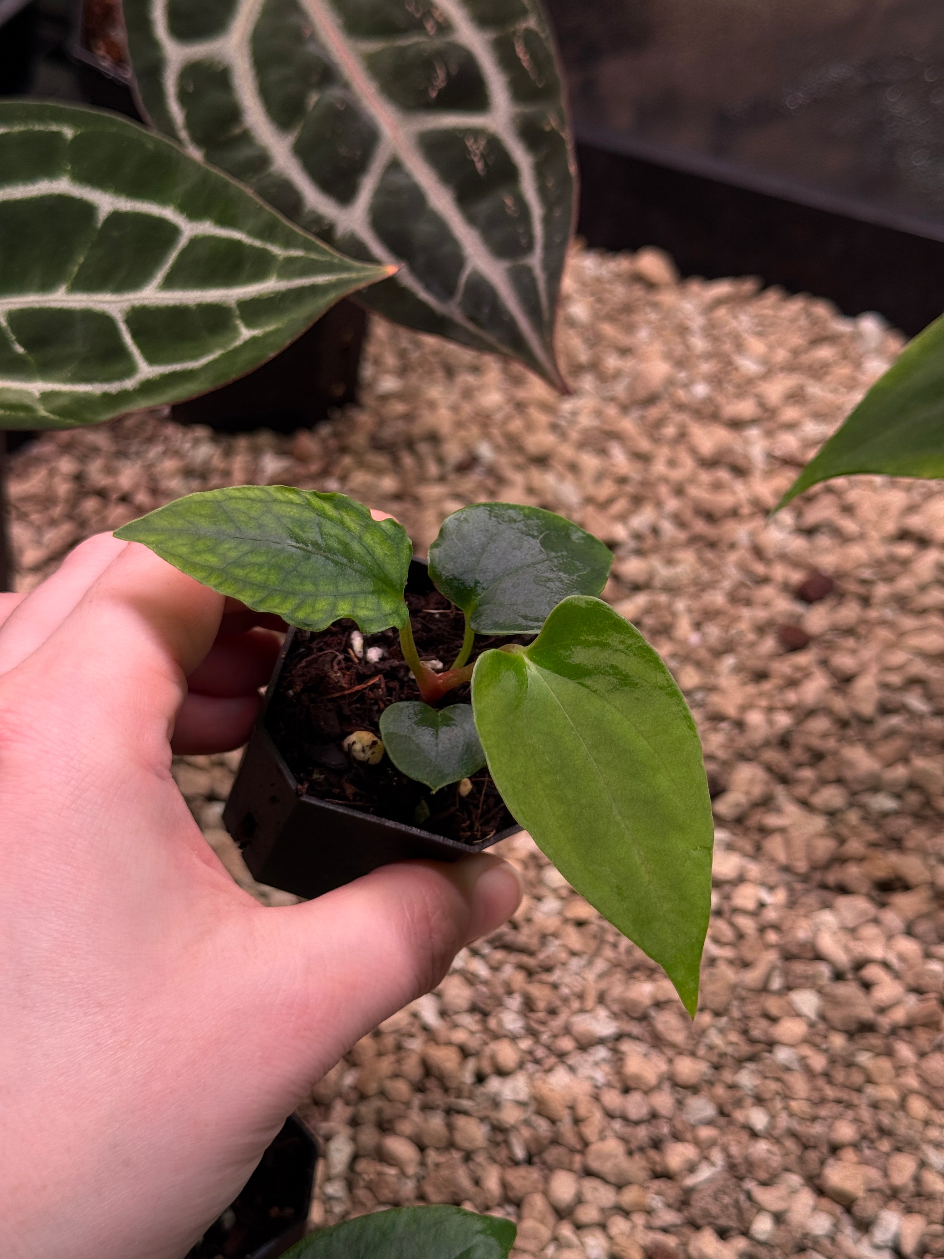 Anthurium Papillilaminum Ree Gardens x Ralph Lynam S1 | SMUKHI