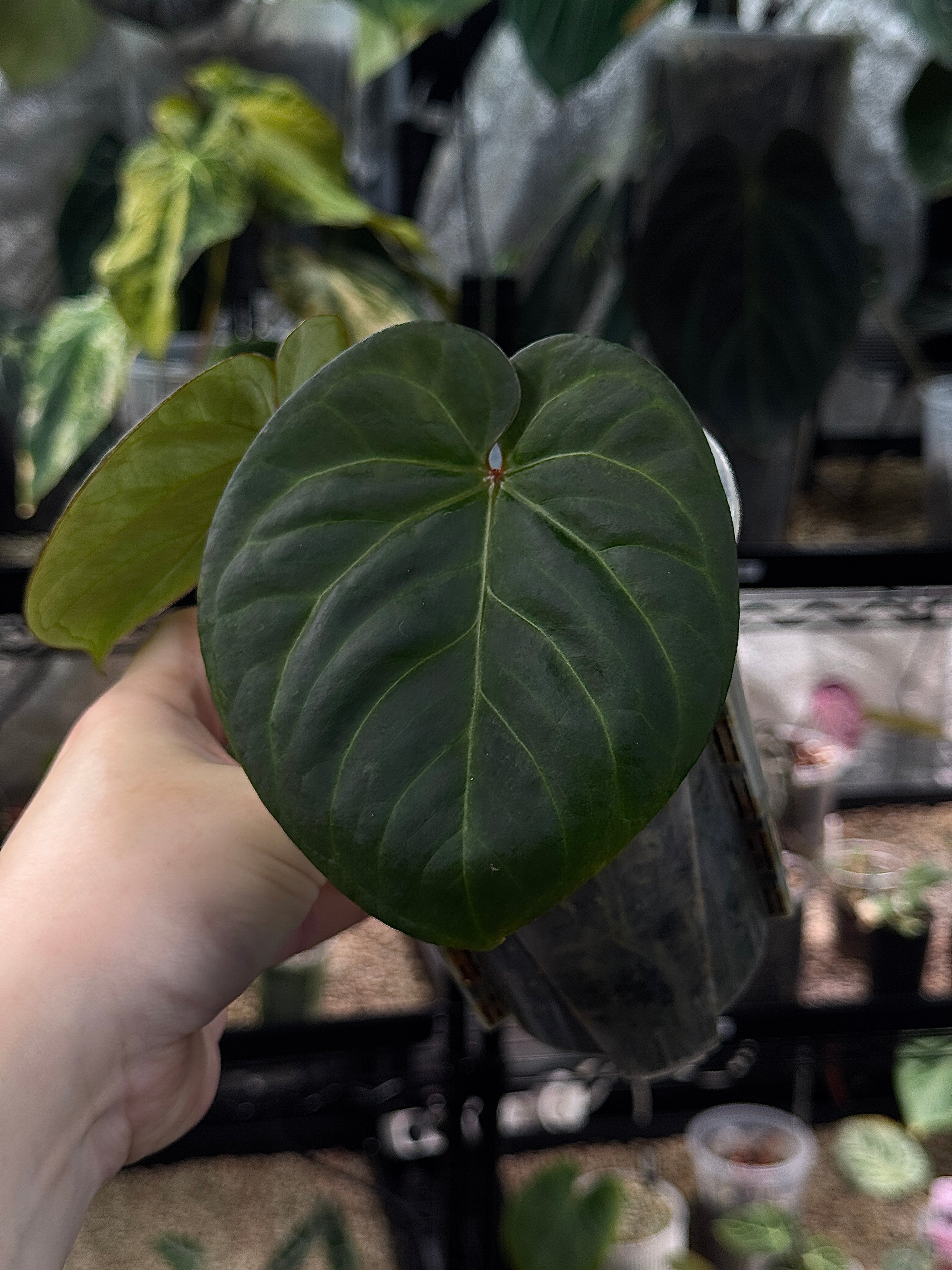 Anthurium Indo Hoffmannii - Clone [Value Grade]